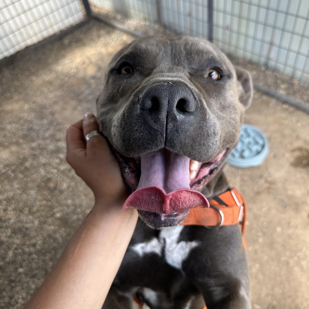 Cupcake, a Adoptable mixed breed in Taos, NM image 2/3