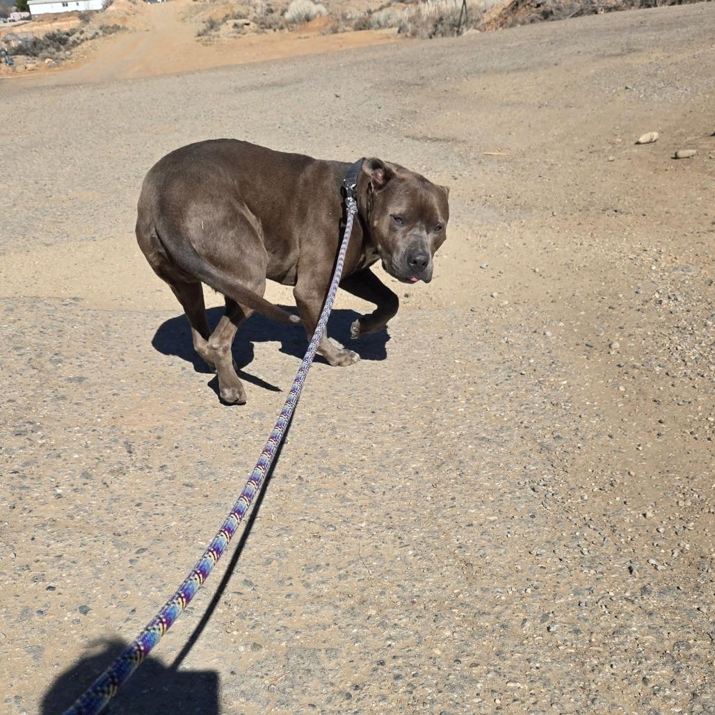Malo, a Adoptable mixed breed in Taos, NM image 2/6