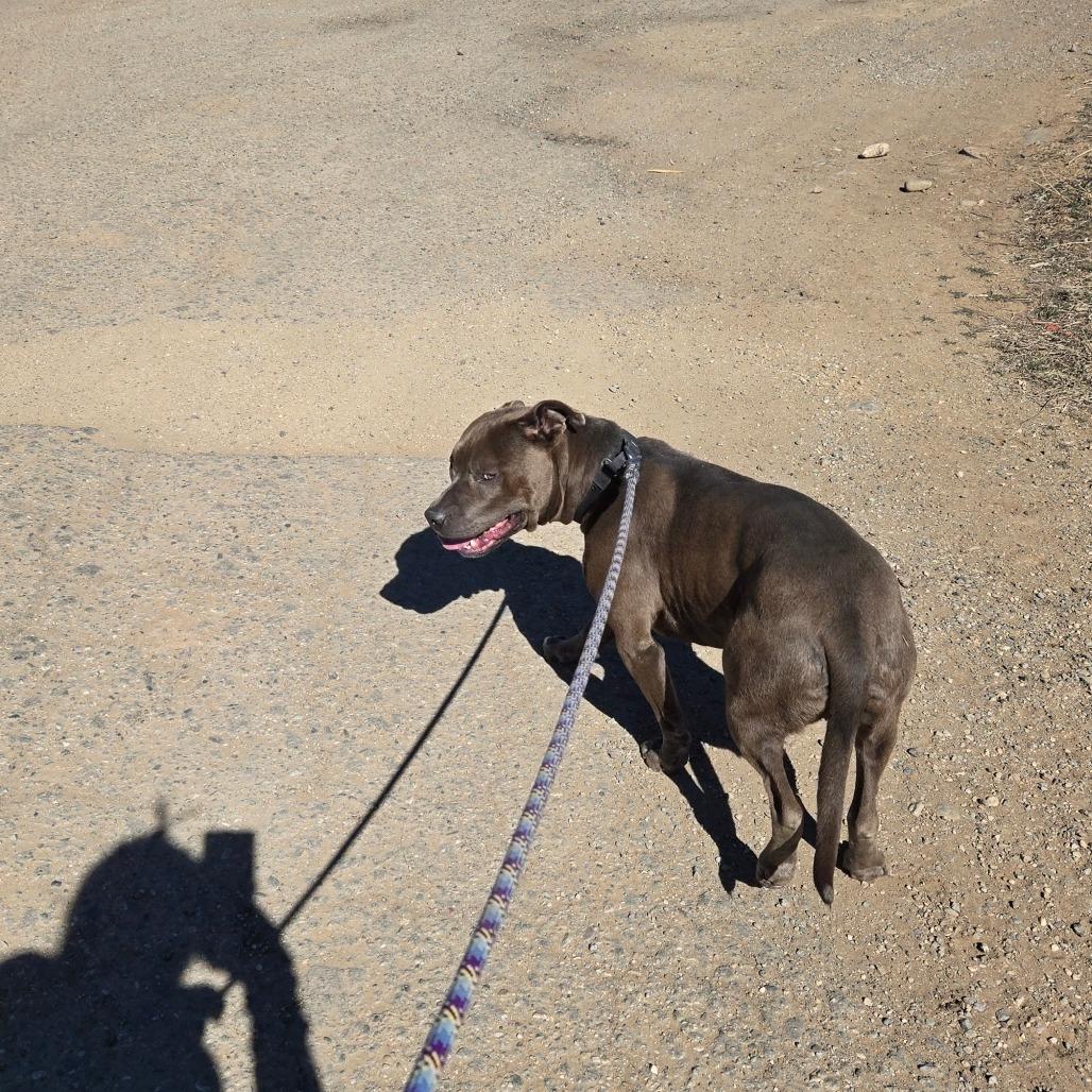 Malo, a Adoptable mixed breed in Taos, NM image 3/6
