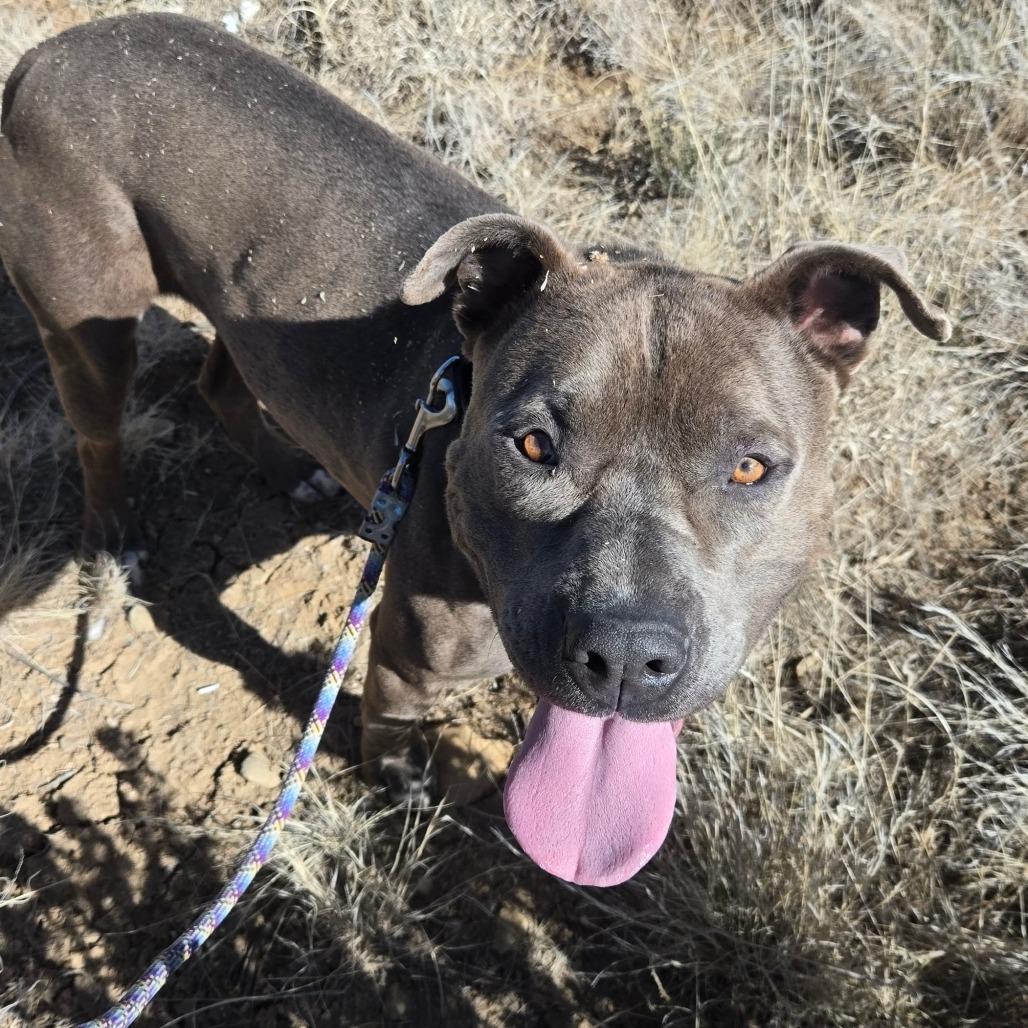 Malo, a Adoptable mixed breed in Taos, NM image 4/6