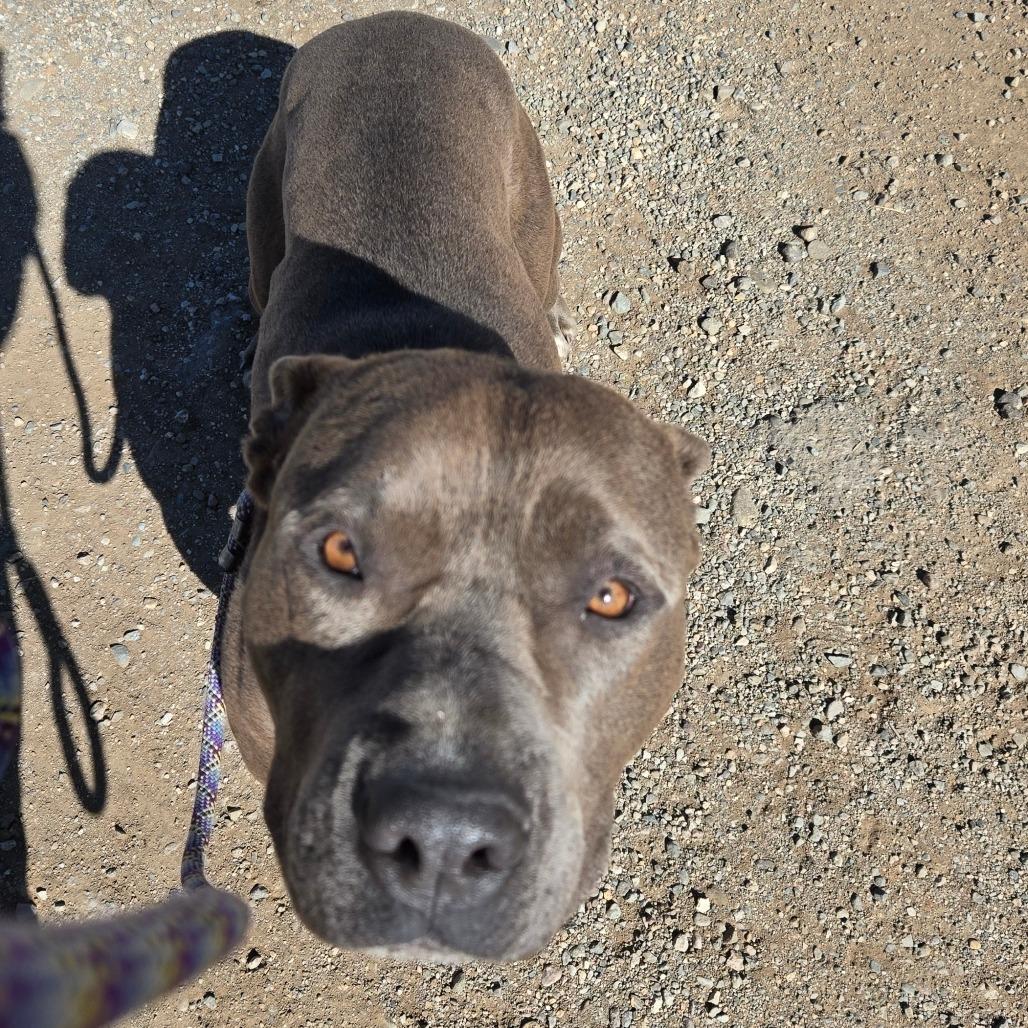 Malo, a Adoptable mixed breed in Taos, NM image 5/6