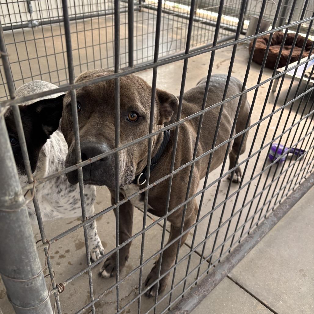 Malo, a Adoptable mixed breed in Taos, NM image 6/6