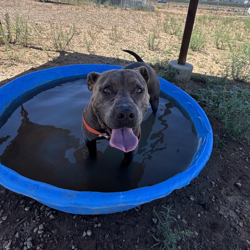 Cupcake, a Adoptable mixed breed in Taos, NM image 3/3
