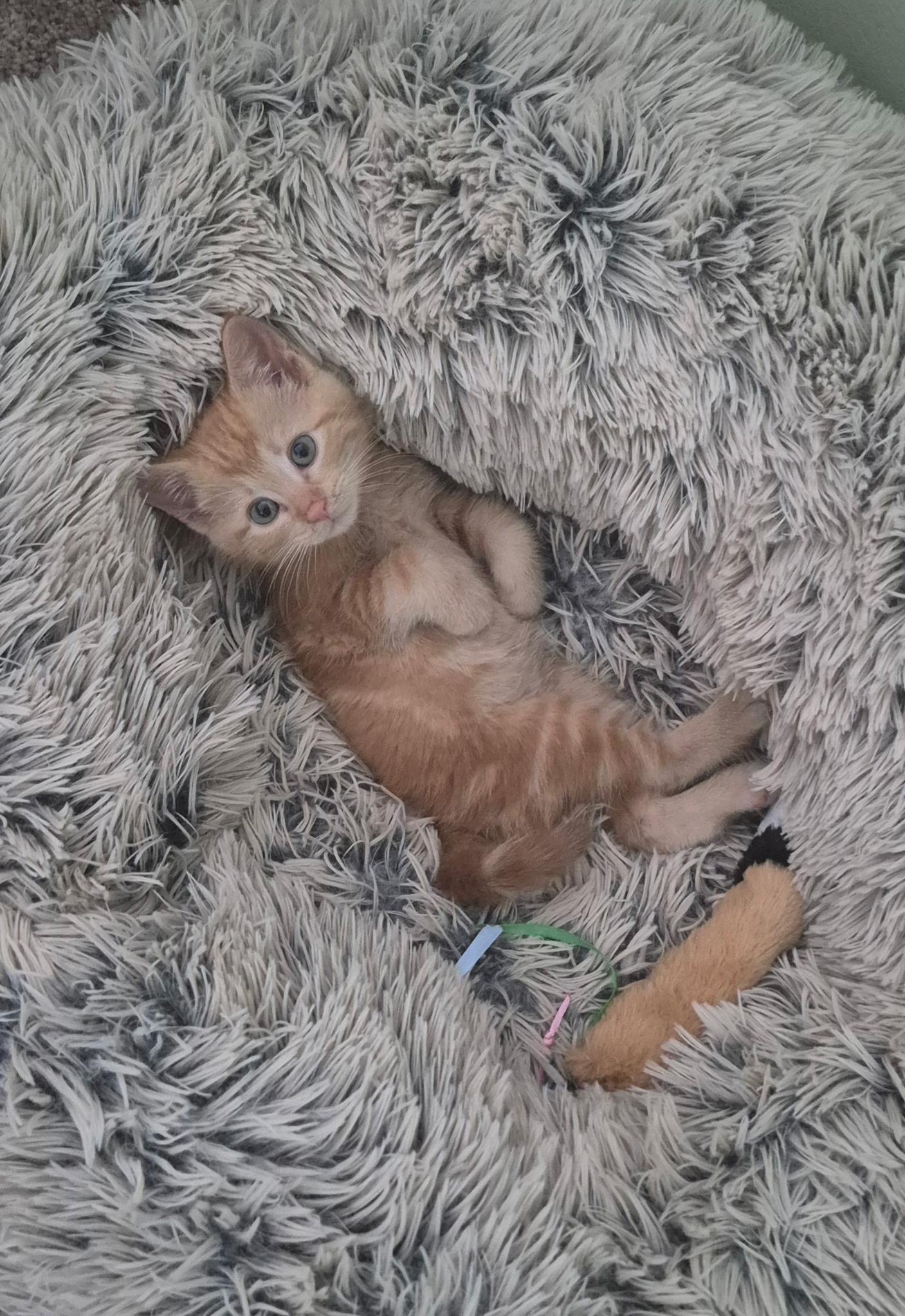 Gordy, Adopted, Young Male Domestic Short Hair.