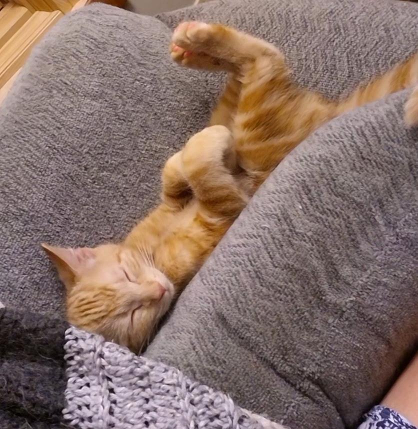 Enlarge Gordy, a Adopted Domestic Short Hair in Williamsport, PA image 3/3