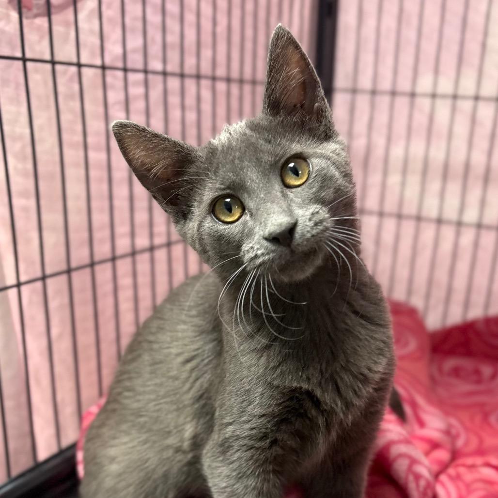 Enlarge Jo, a Adoptable Domestic Short Hair in Enid, OK image 1/1