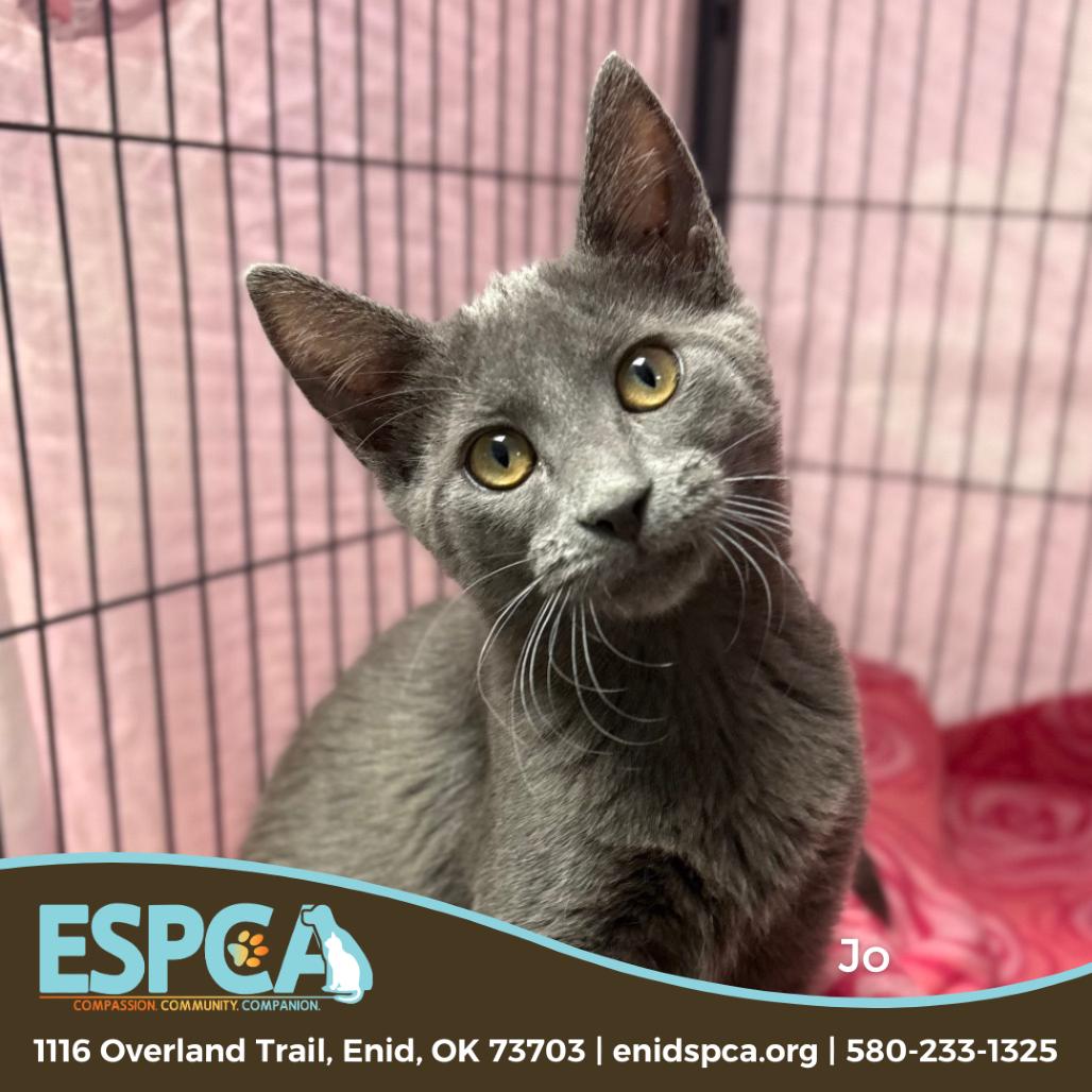 Enlarge Jo, a Adoptable Domestic Short Hair in Enid, OK image 2/2