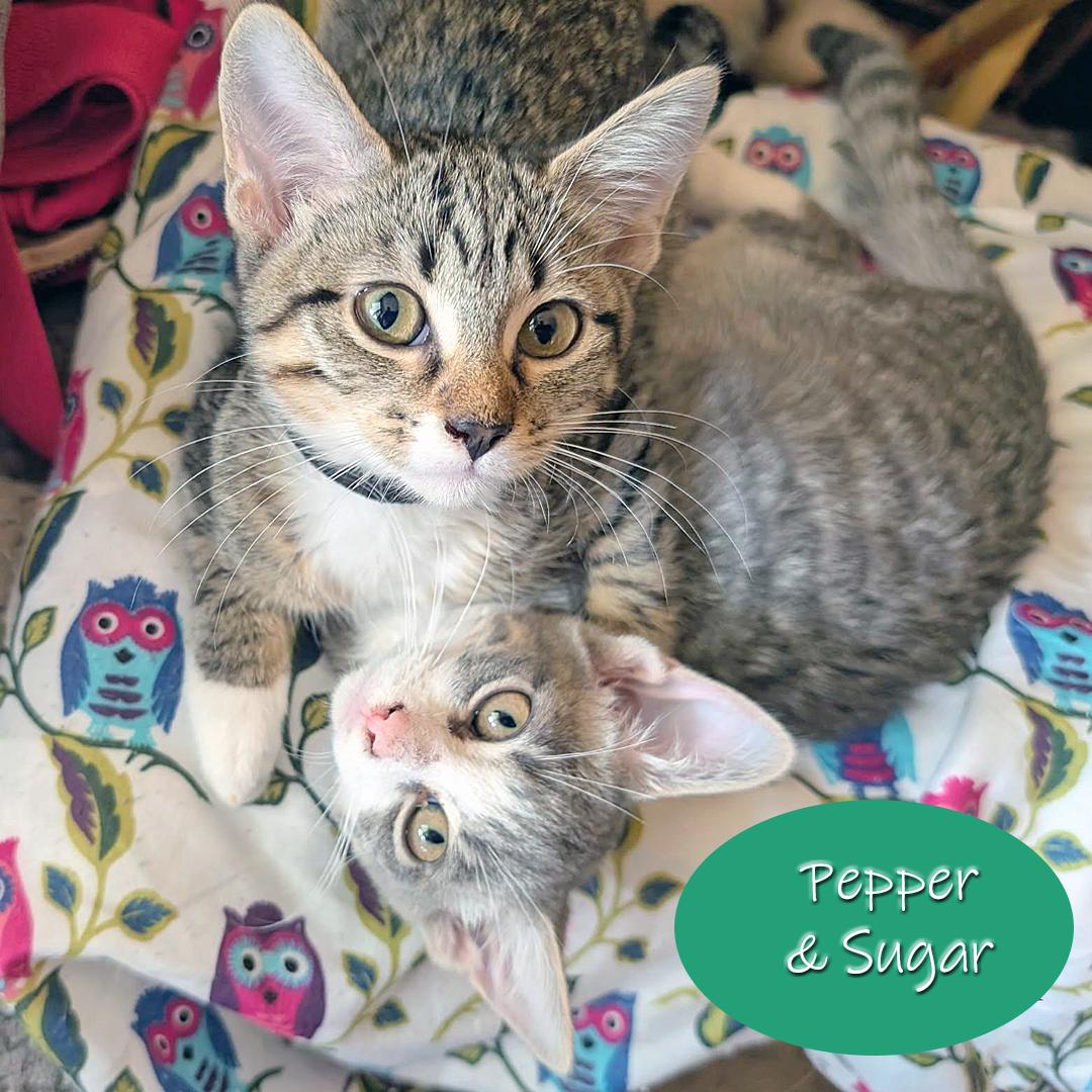 Enlarge Pepper and Sugar, a Adoptable Domestic Short Hair in Chicago, IL image 1/3