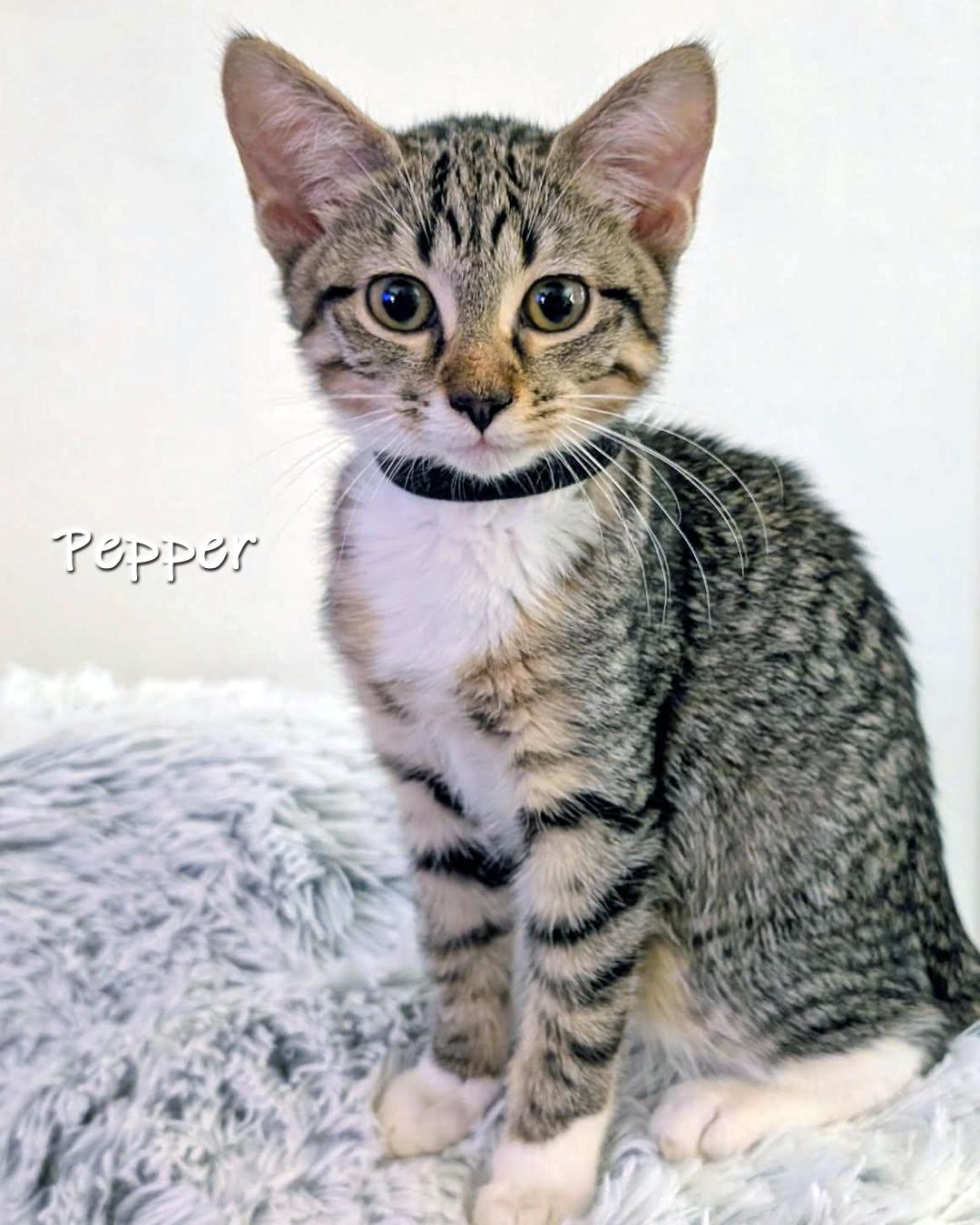 Enlarge Pepper and Sugar, a Adoptable Domestic Short Hair in Chicago, IL image 2/3