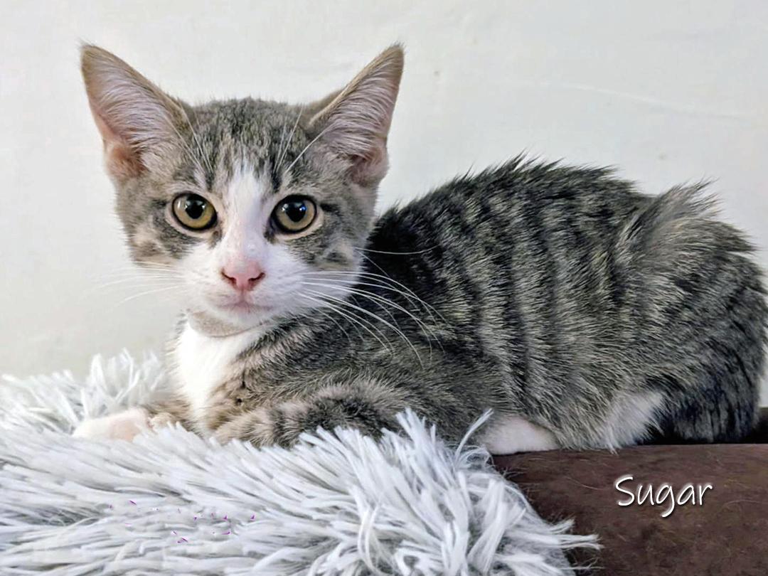 Enlarge Pepper and Sugar, a Adoptable Domestic Short Hair in Chicago, IL image 3/3