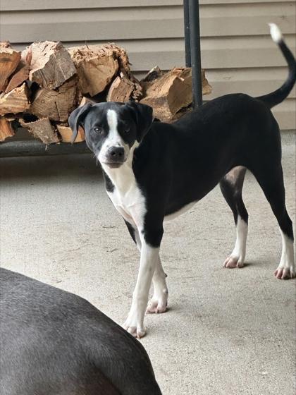 Enlarge Brave, a Adoptable Mixed Breed in Covington, LA image 1/1