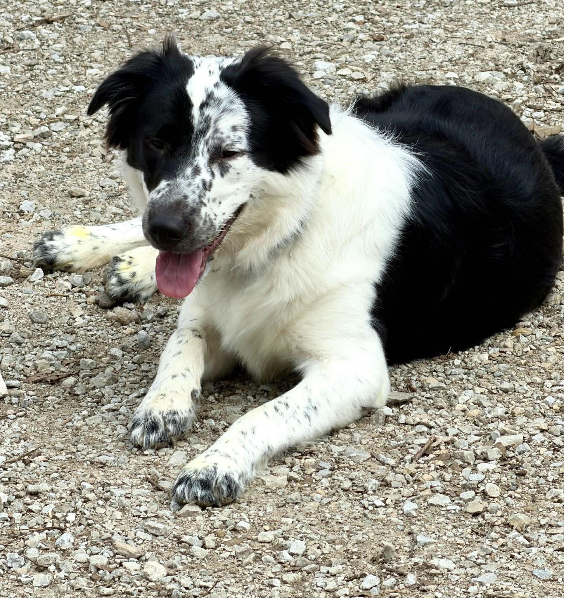 Enlarge Siggy, an adopted Border Collie in Seymour, IN image 2/3