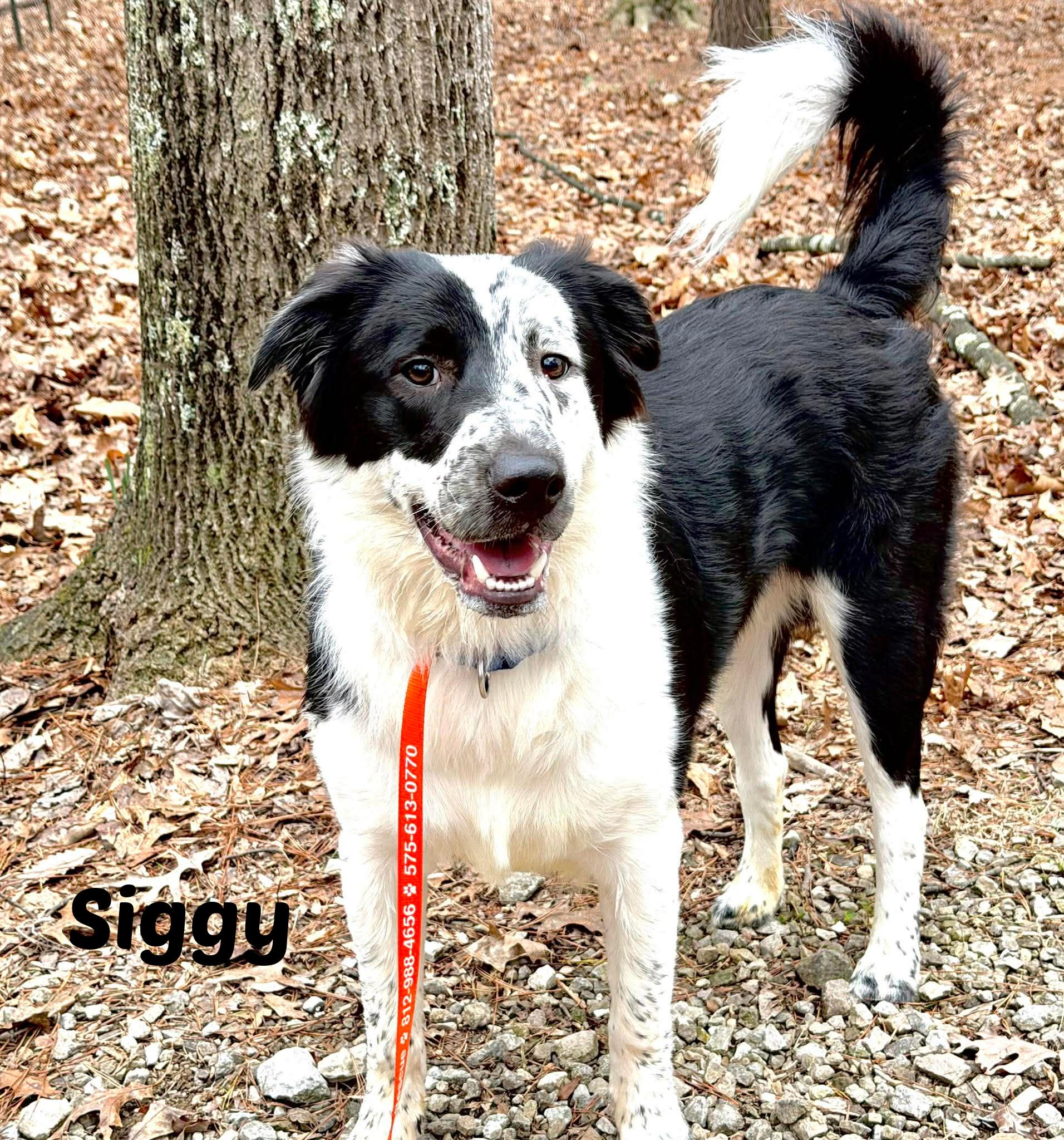 Enlarge Siggy, an adopted Border Collie in Seymour, IN image 1/3