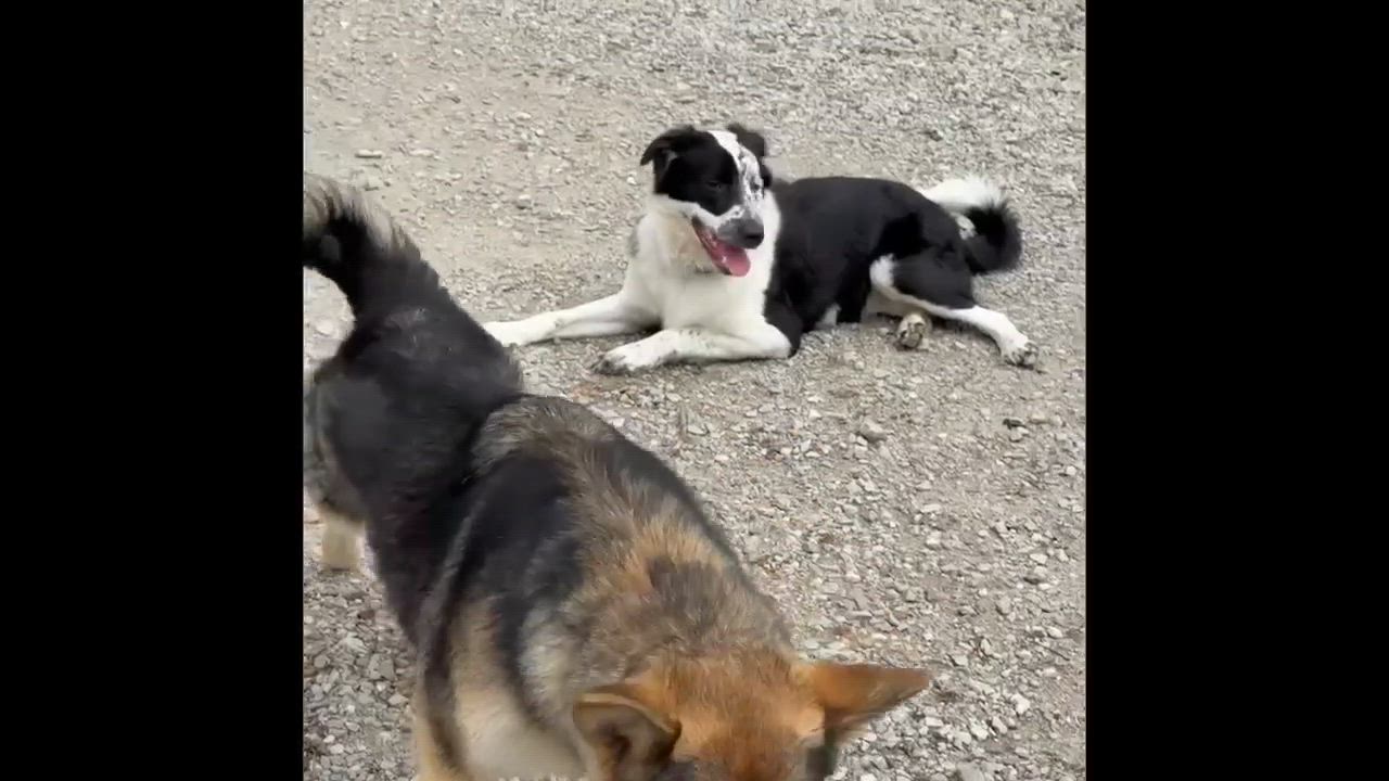 Enlarge Siggy, an adopted Border Collie in Seymour, IN video 3/3