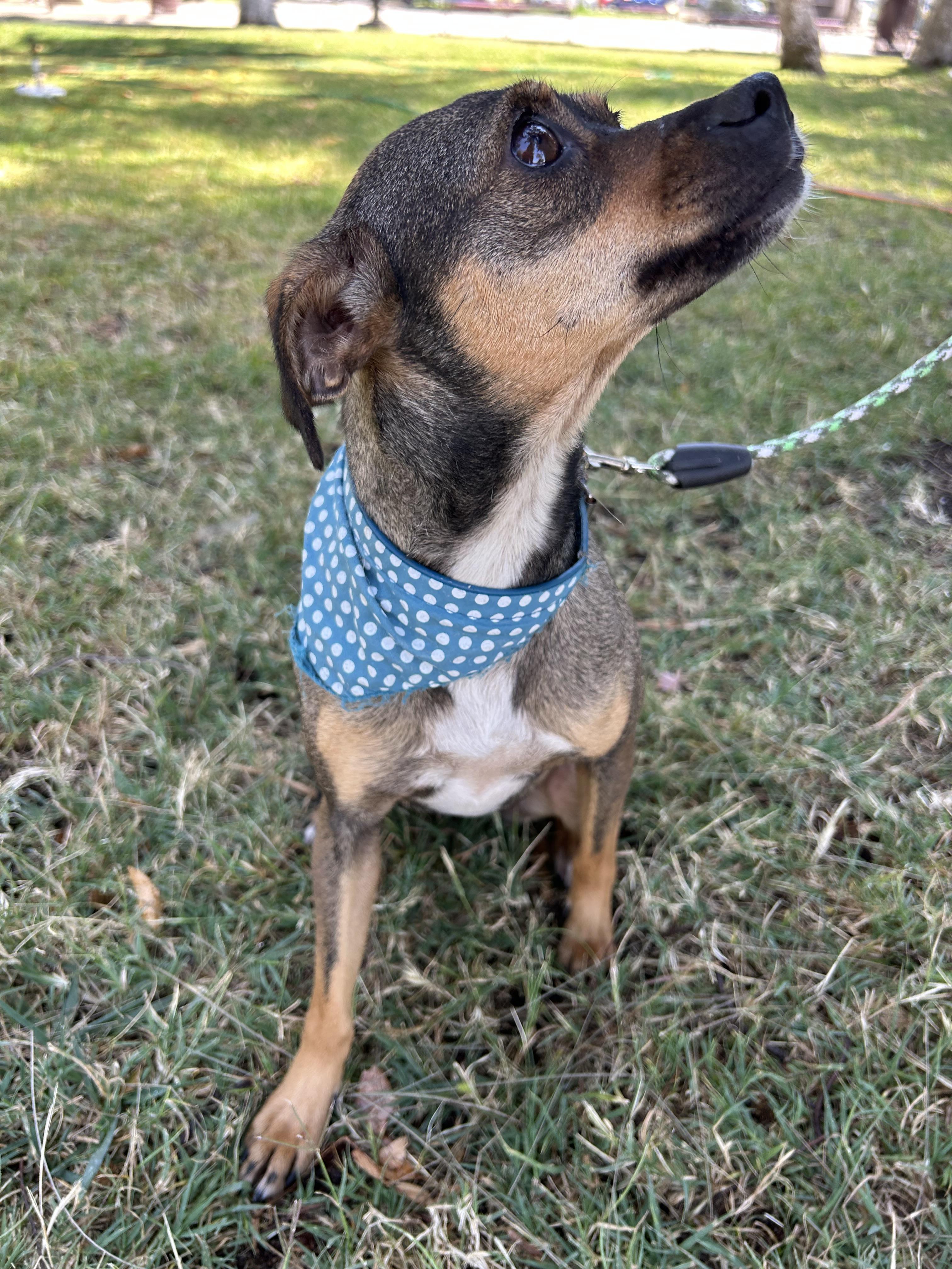 MARCIA, a ADOPTABLE mixed breed in Bell Gardens, CA image 4/6