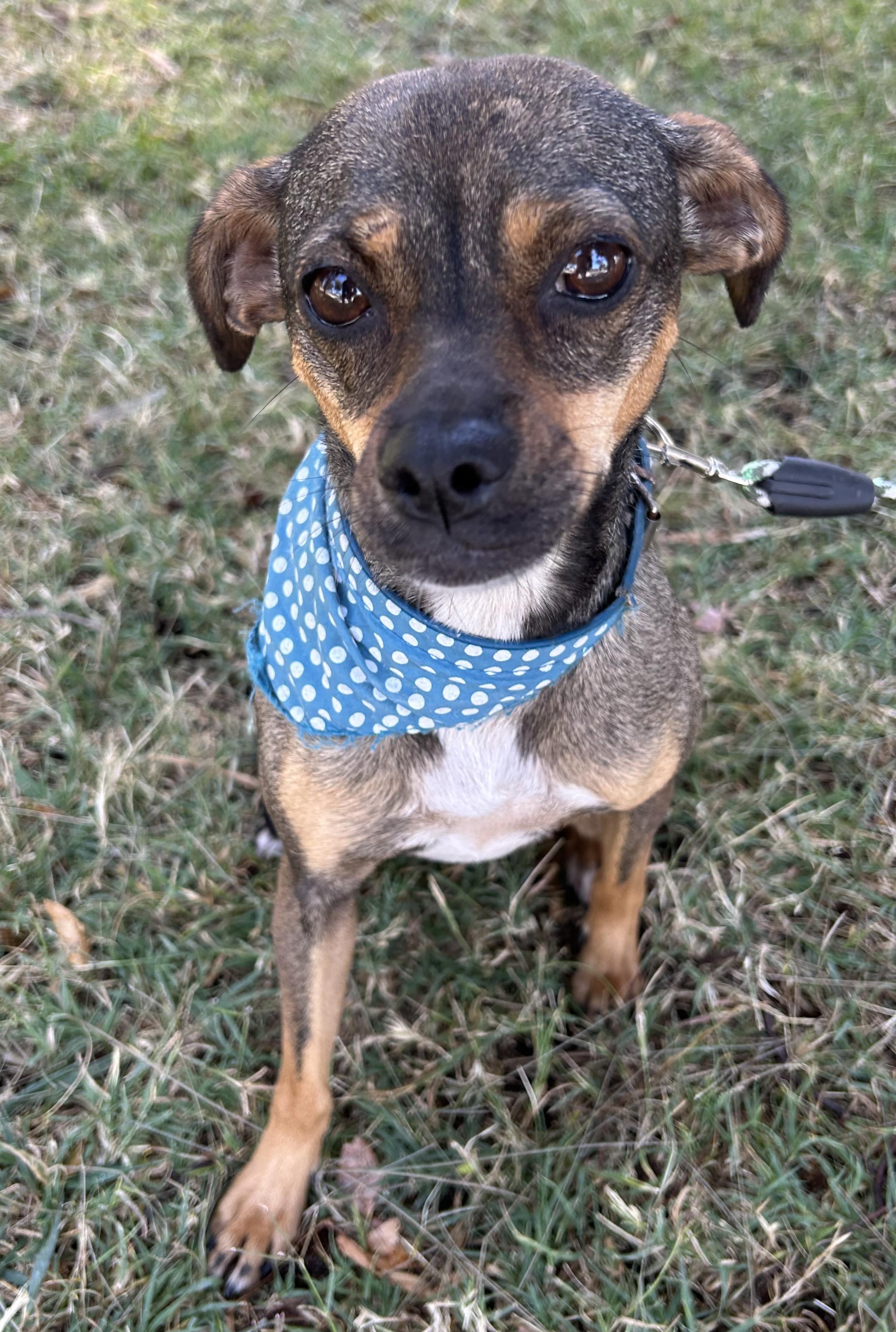 MARCIA, a ADOPTABLE mixed breed in Bell Gardens, CA image 5/6