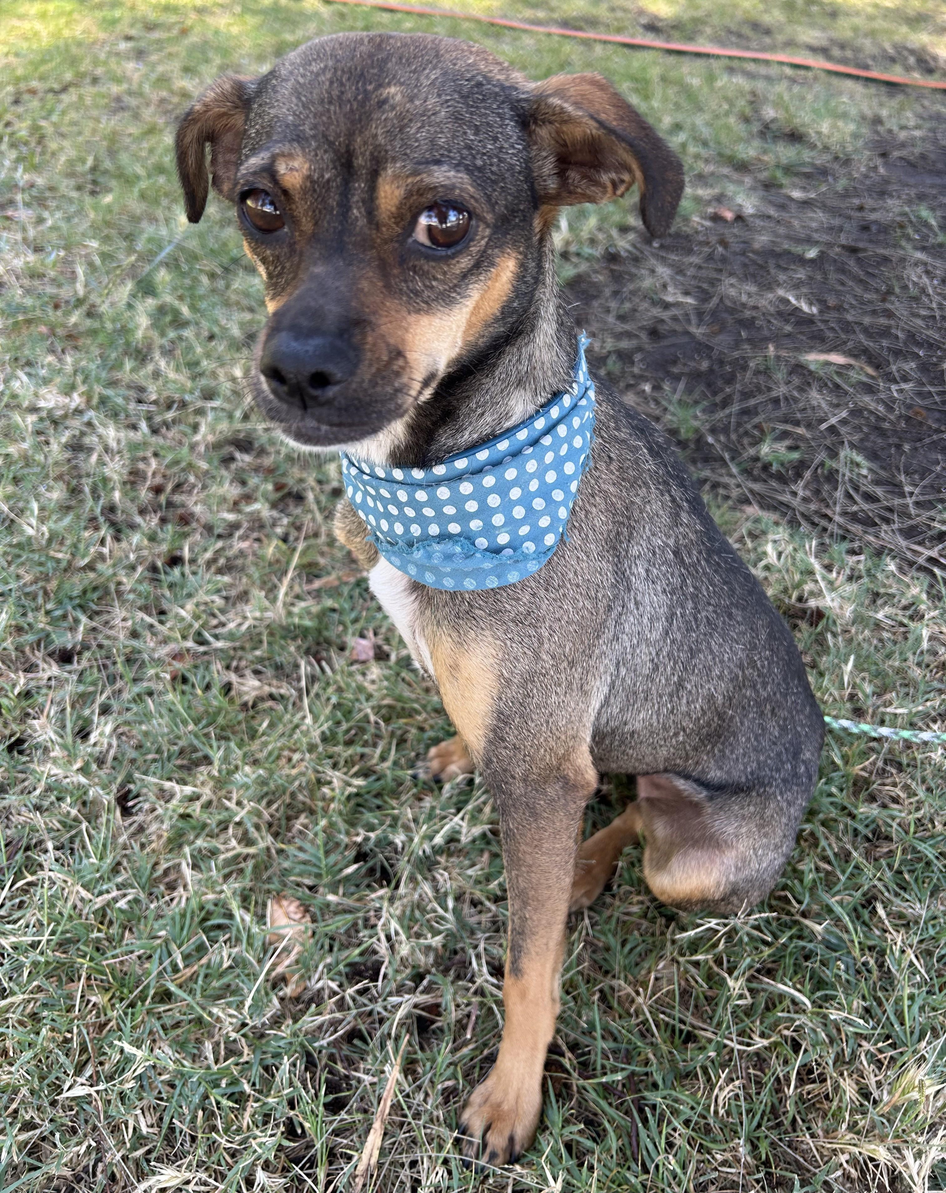 MARCIA, ADOPTABLE, Puppy Female Chiweenie.