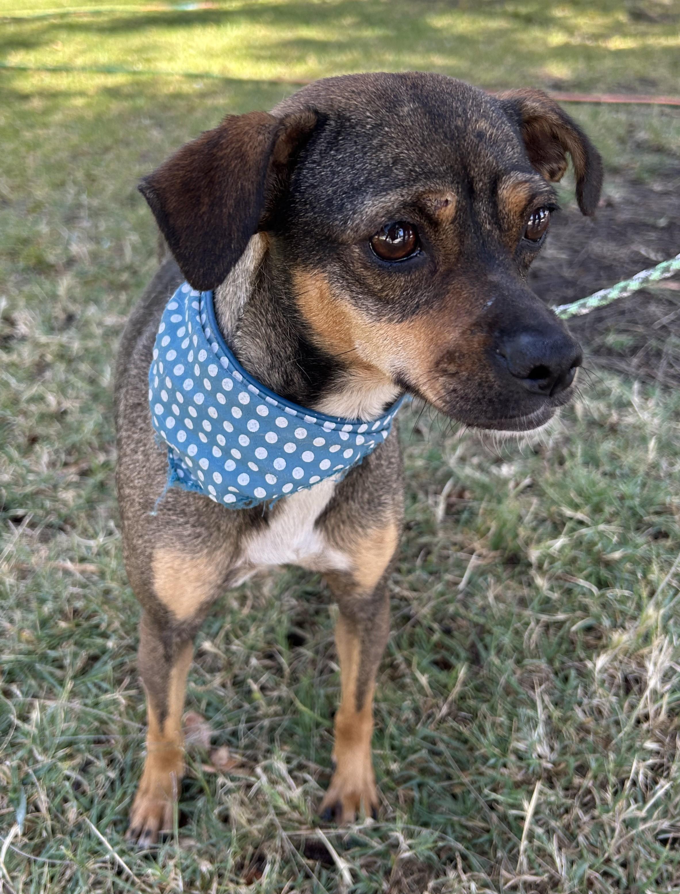 MARCIA, a ADOPTABLE mixed breed in Bell Gardens, CA image 3/6