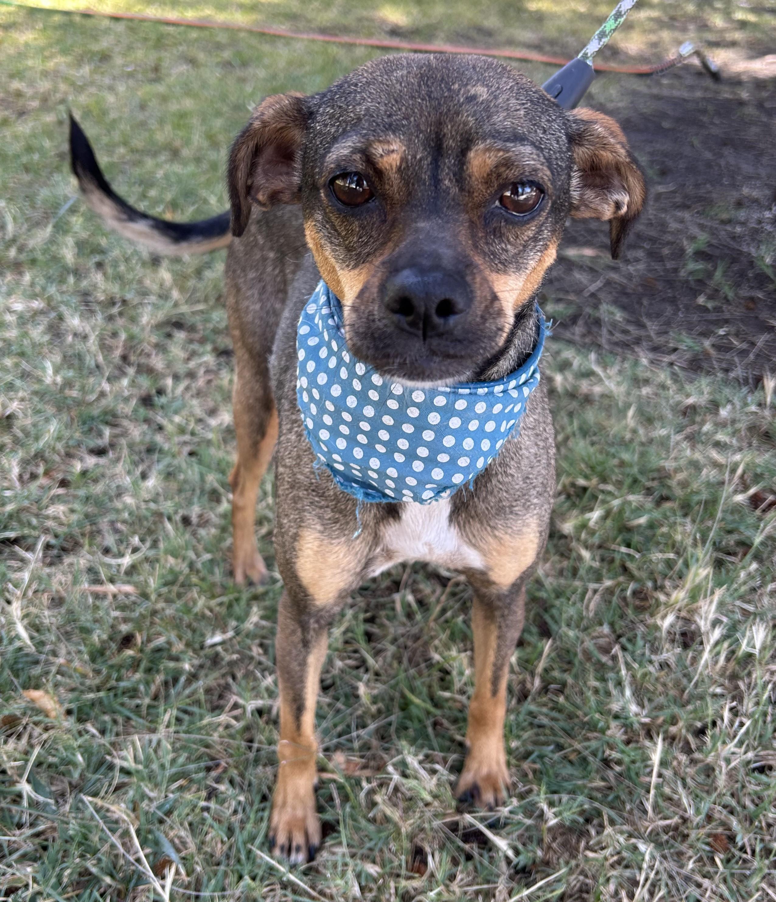 MARCIA, a ADOPTABLE mixed breed in Bell Gardens, CA image 2/6