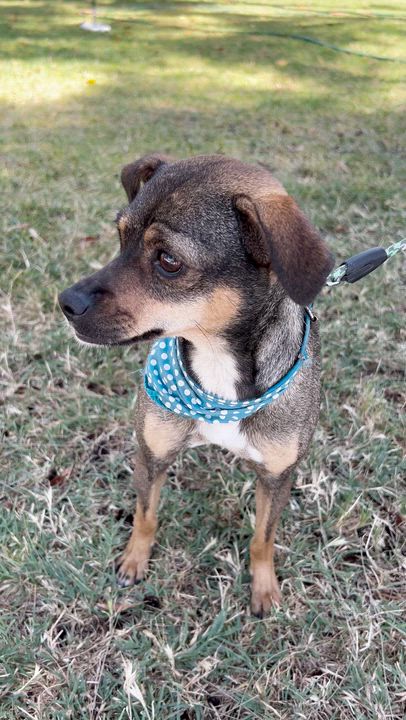 Enlarge MARCIA, a ADOPTABLE mixed breed in Bell Gardens, CA video 6/6