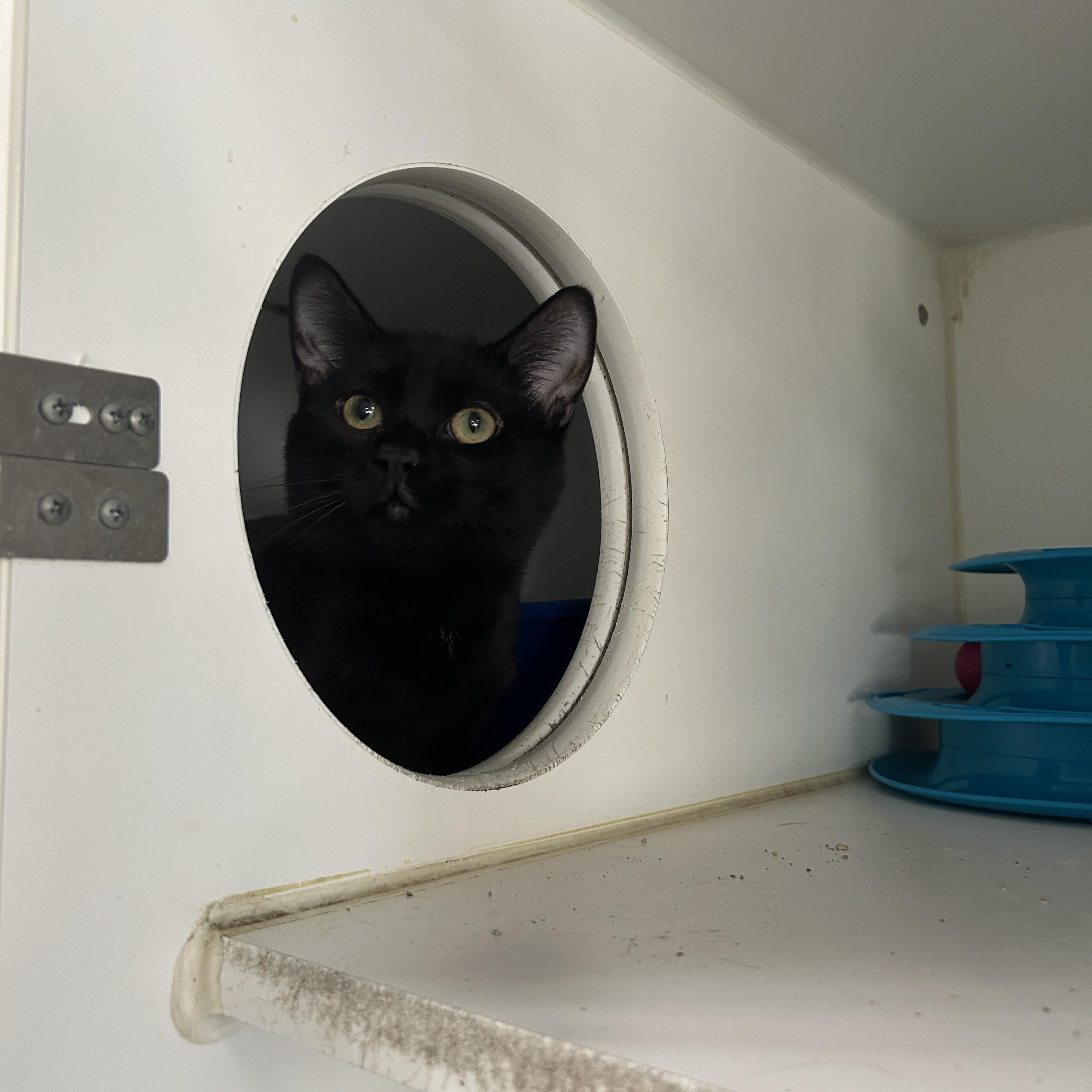 Enlarge Talladega 2 of 3, an adopted Domestic Short Hair in La Grange Park, IL image 6/6