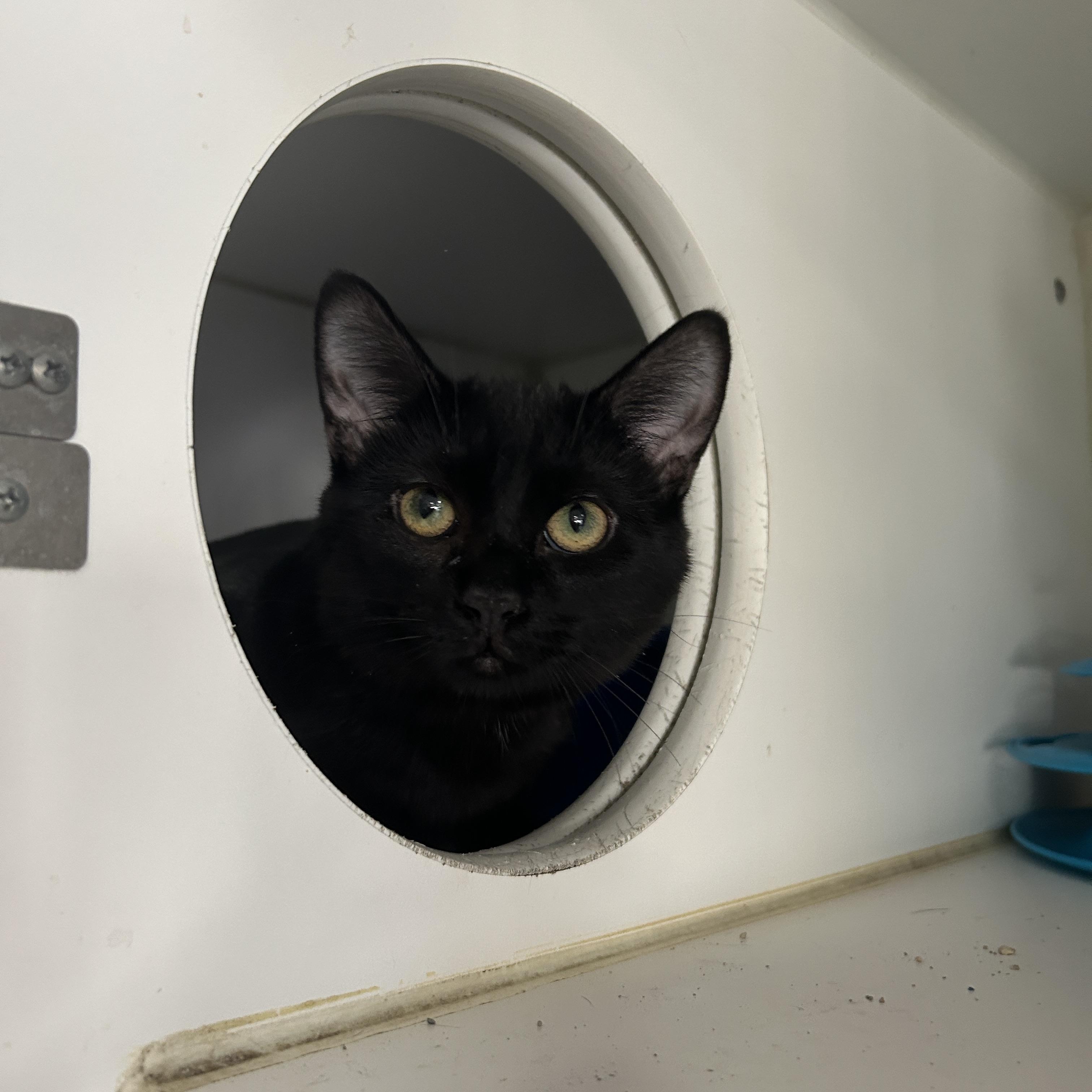 Enlarge Talladega 2 of 3, an adopted Domestic Short Hair in La Grange Park, IL image 2/6