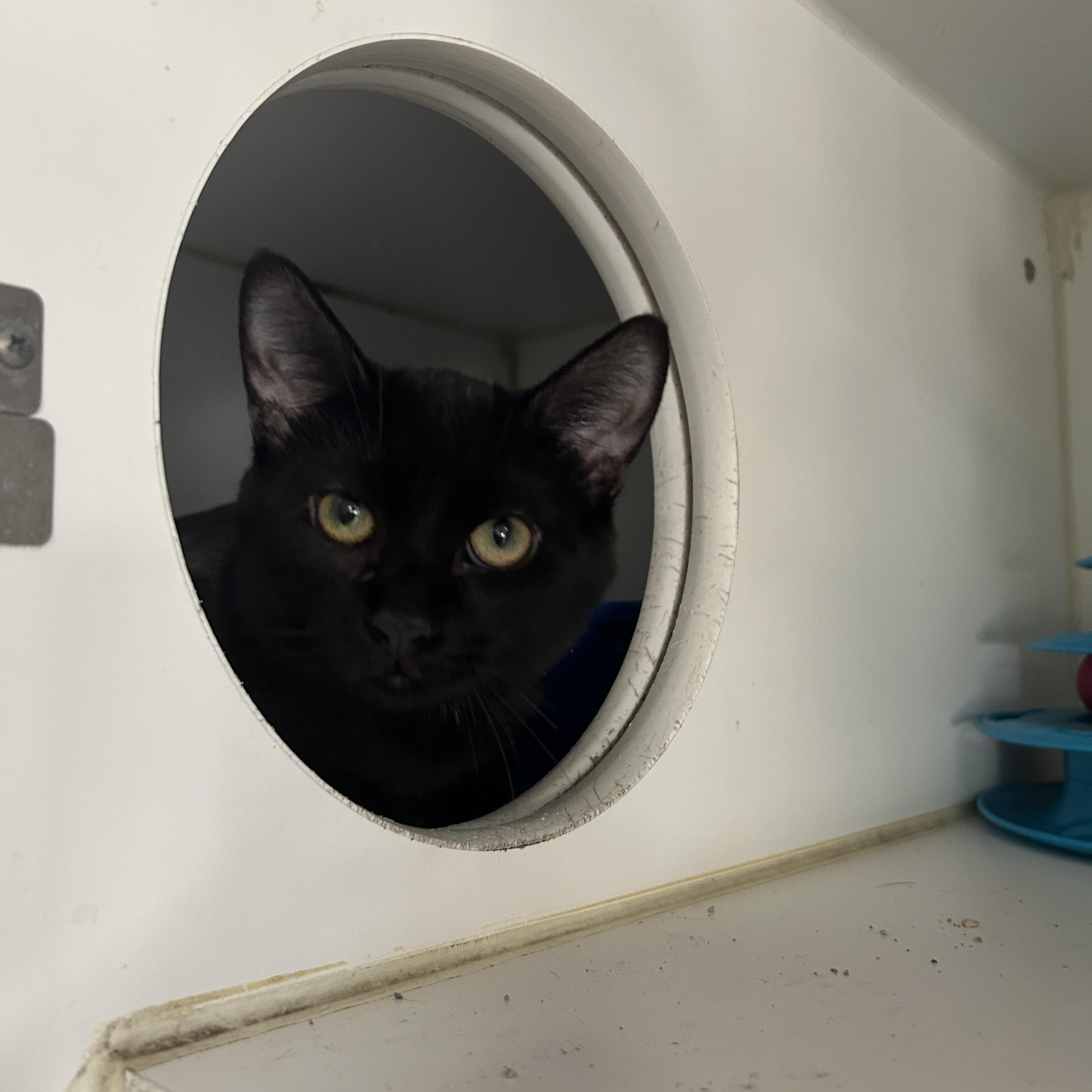 Enlarge Talladega 2 of 3, an adopted Domestic Short Hair in La Grange Park, IL image 4/6