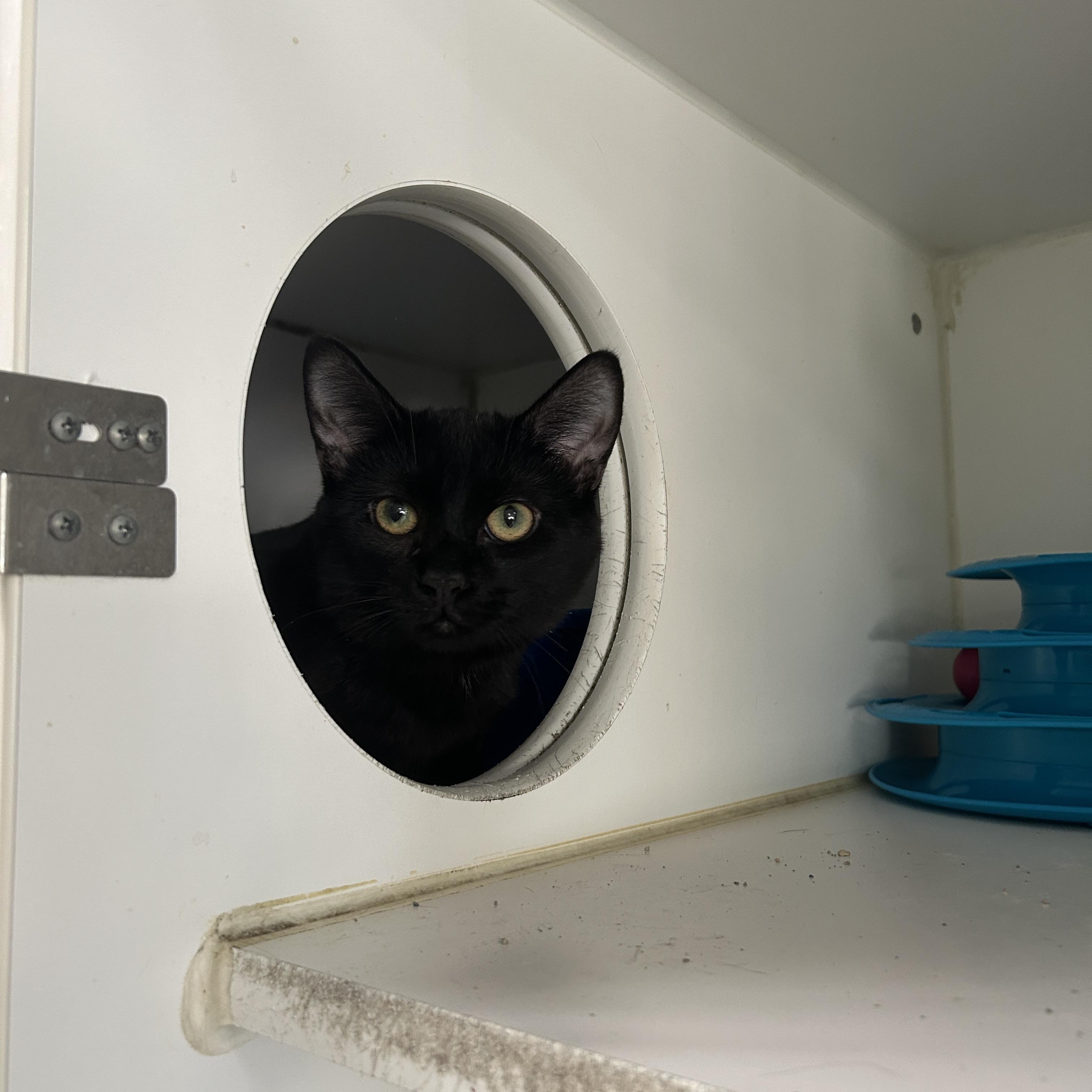 Enlarge Talladega 2 of 3, an adopted Domestic Short Hair in La Grange Park, IL image 5/6