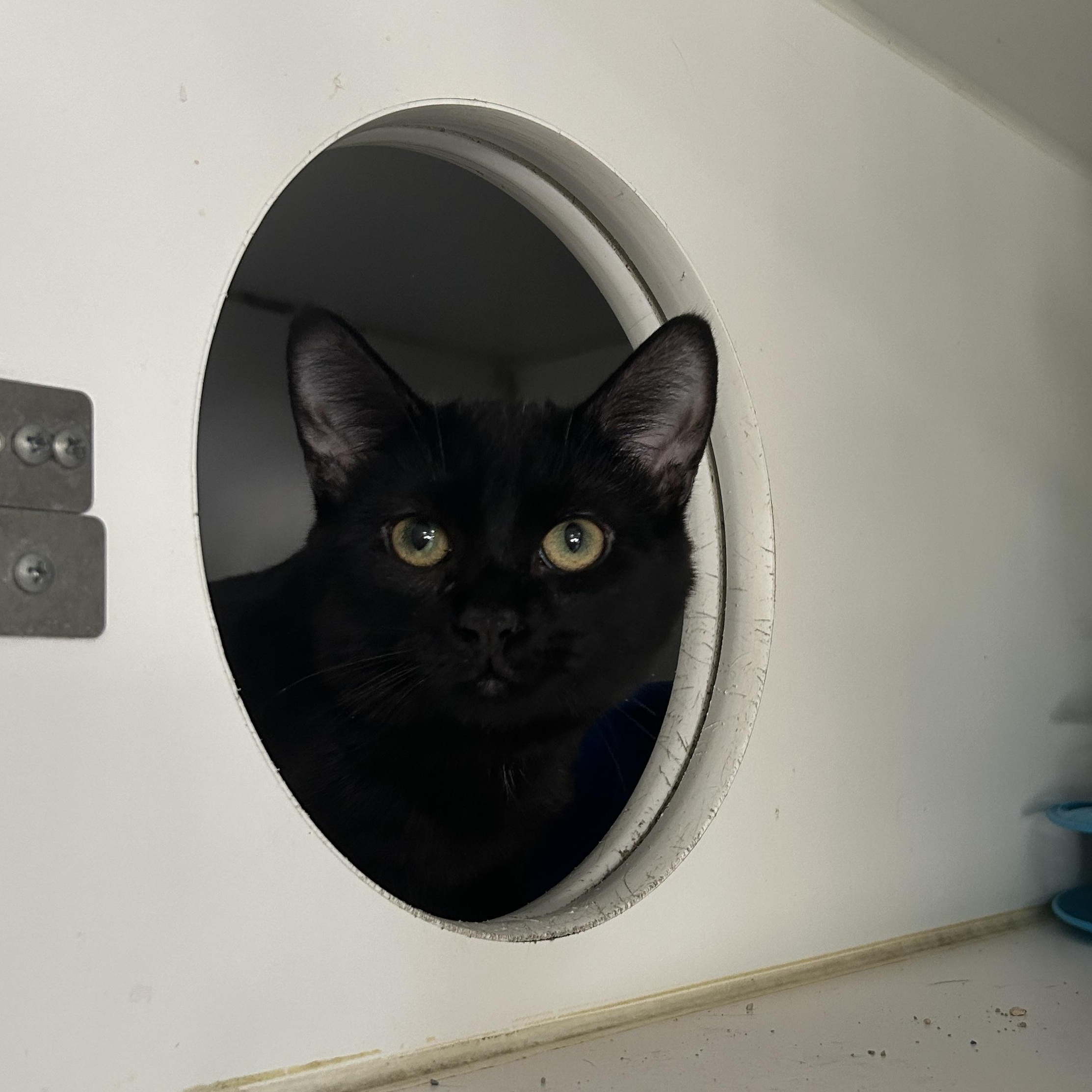 Enlarge Talladega 2 of 3, an adopted Domestic Short Hair in La Grange Park, IL image 1/6