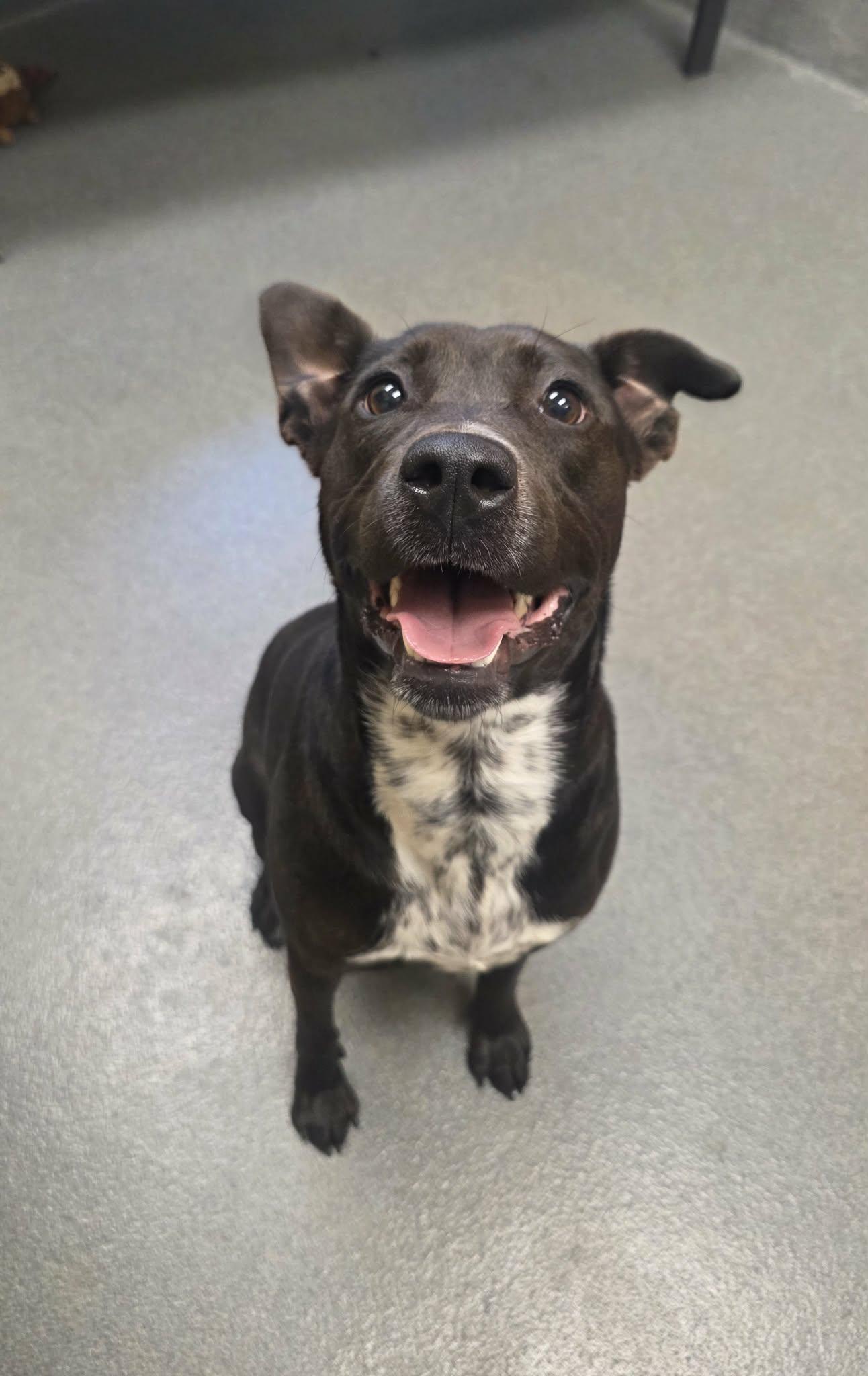 Starfish, a ADOPTABLE mixed breed in Amherst, VA image 1/6
