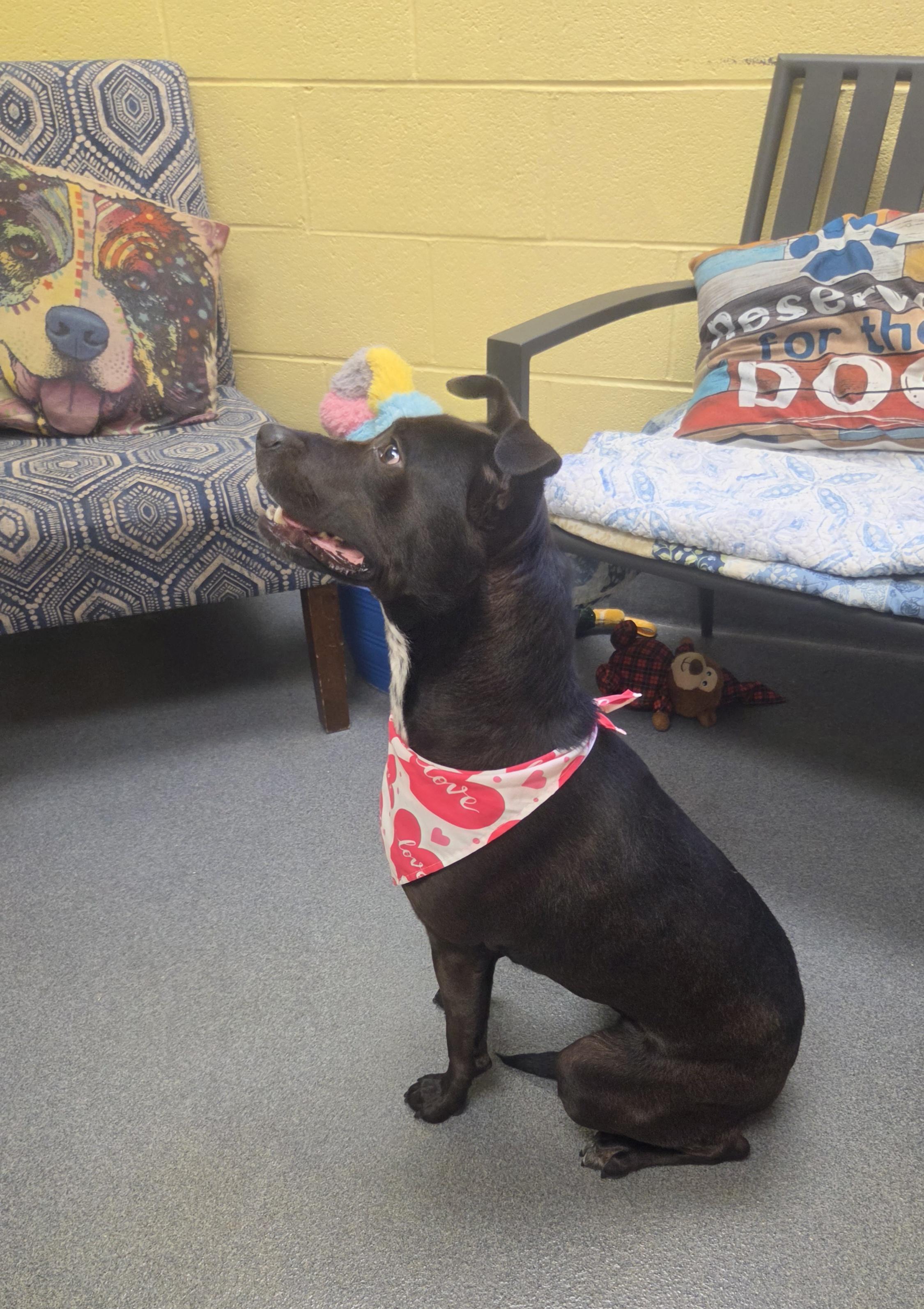 Starfish, a ADOPTABLE mixed breed in Amherst, VA image 4/6