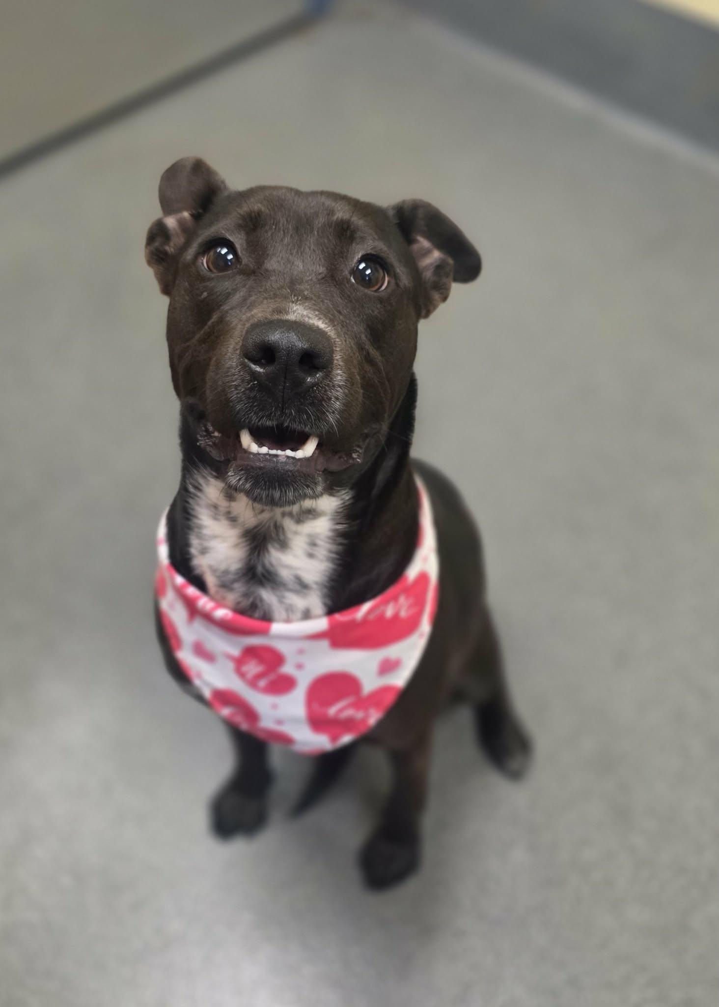 Starfish, a ADOPTABLE mixed breed in Amherst, VA image 3/6