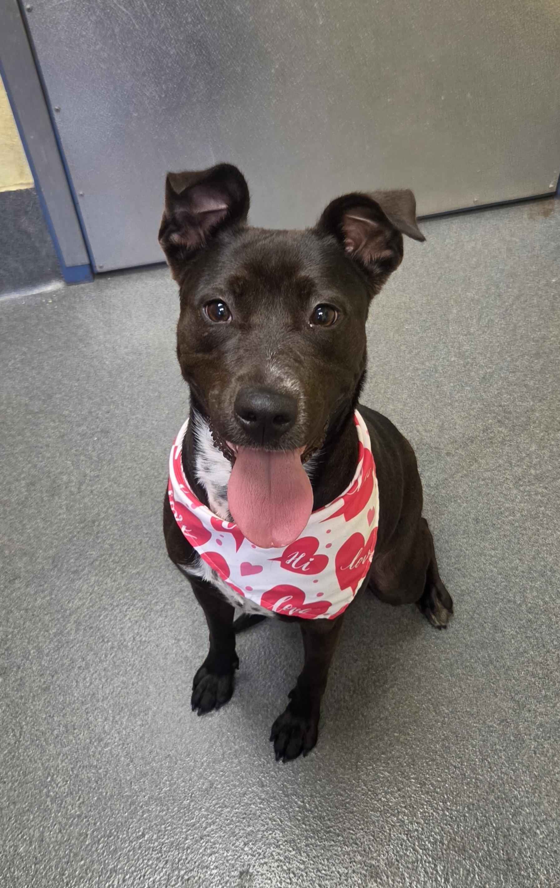 Starfish, a ADOPTABLE mixed breed in Amherst, VA image 5/6