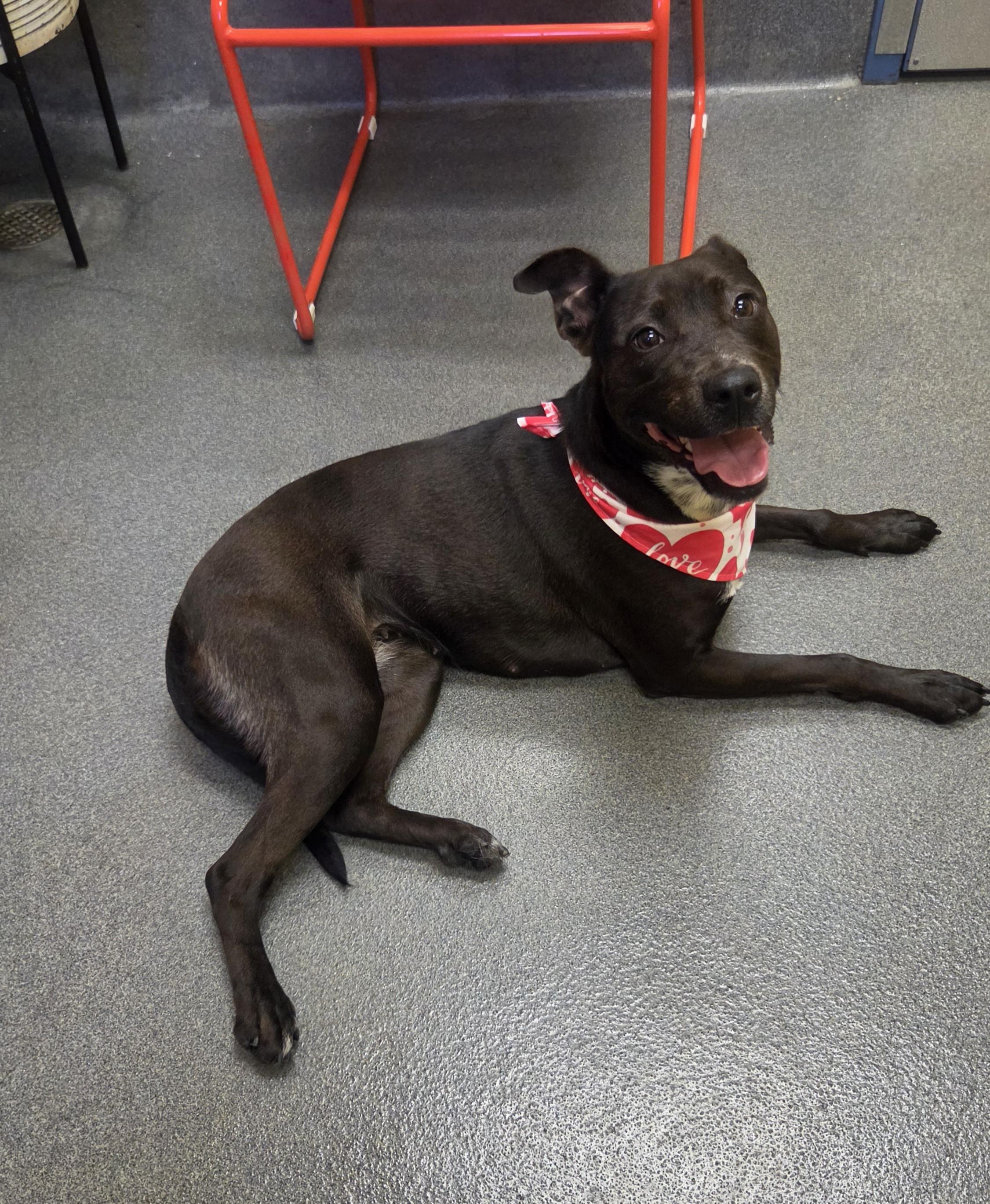 Starfish, a ADOPTABLE mixed breed in Amherst, VA image 2/6
