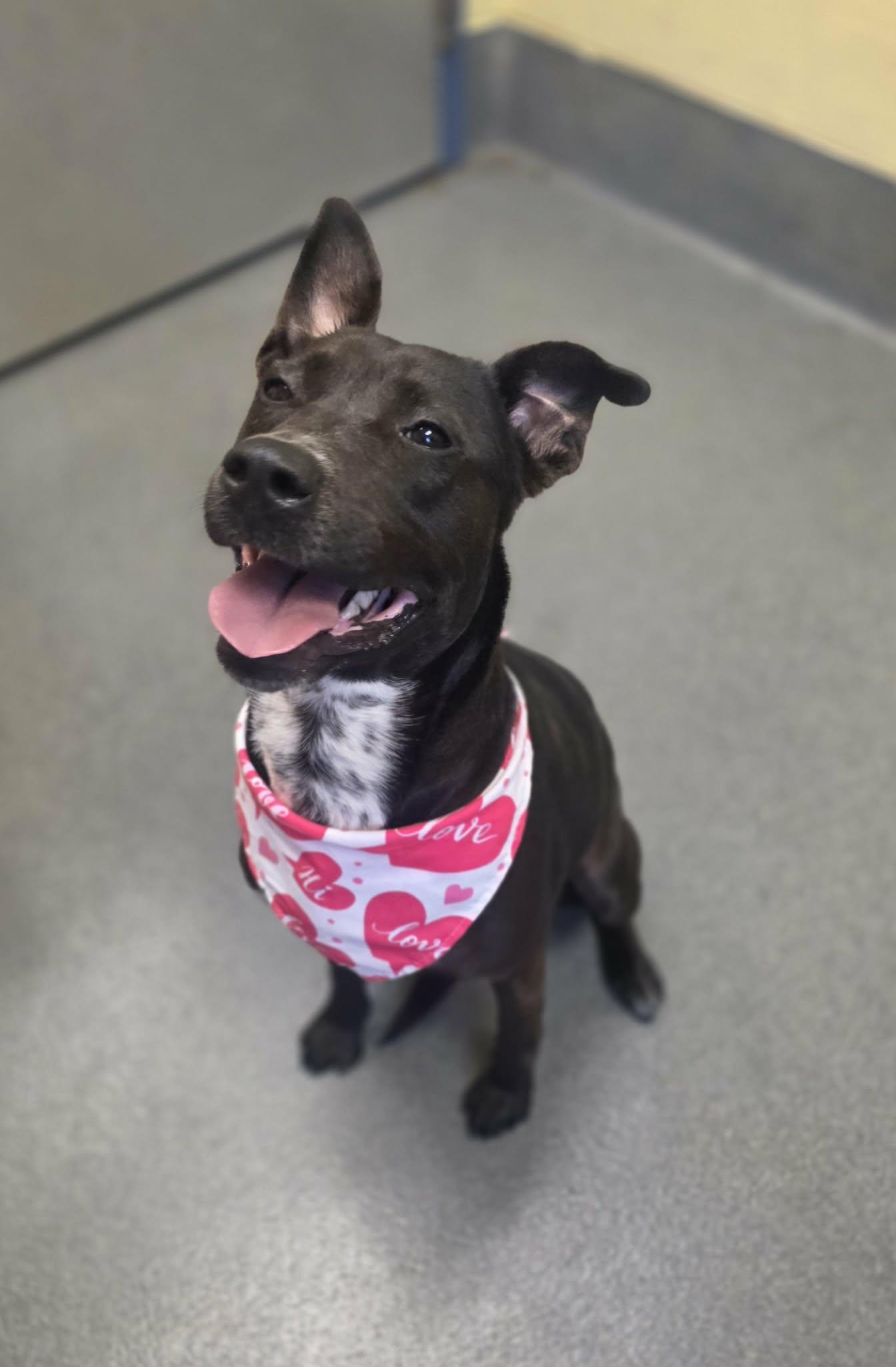 Starfish, a ADOPTABLE mixed breed in Amherst, VA image 6/6