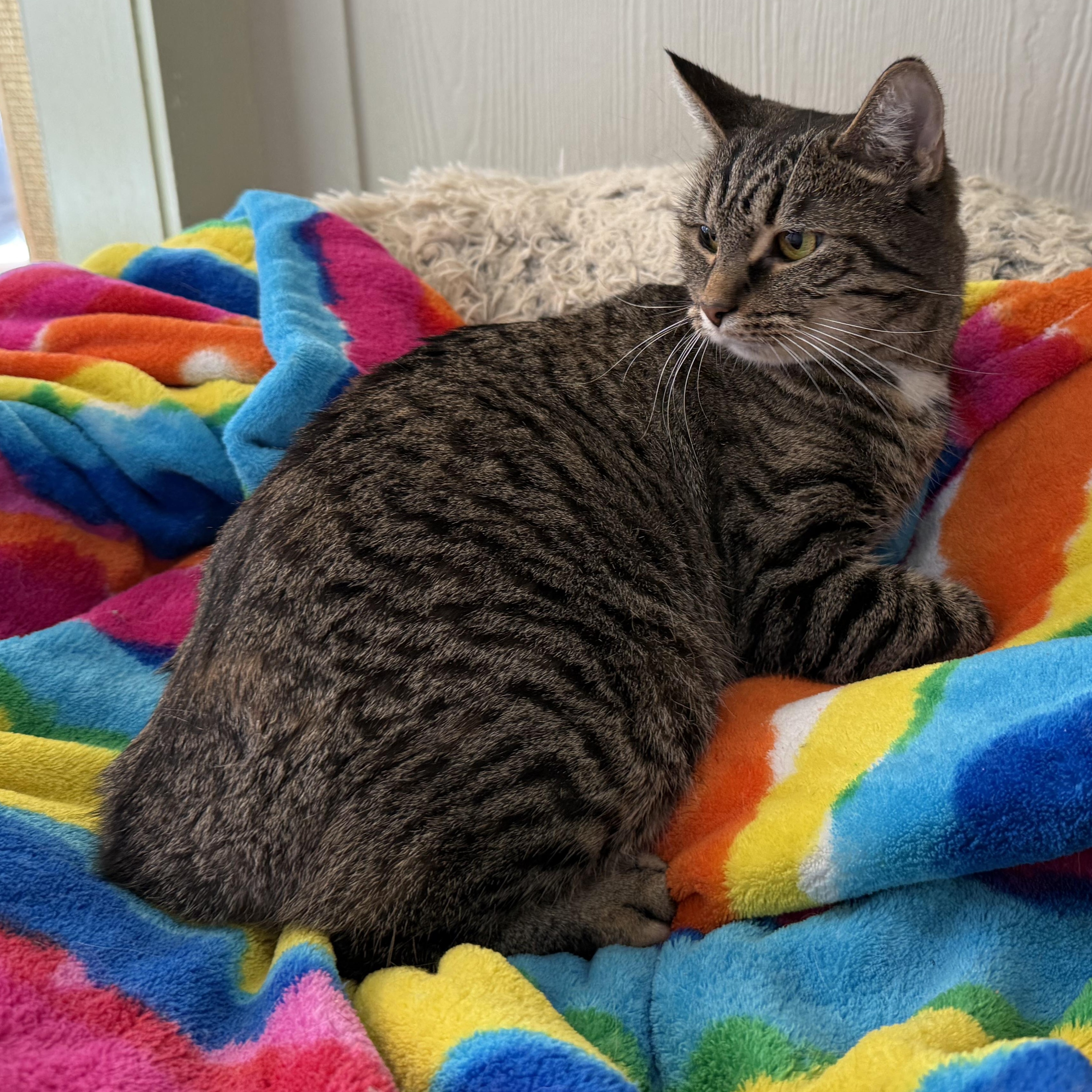 Enlarge Jade, a Adoptable Domestic Short Hair in Latrobe, PA image 1/4