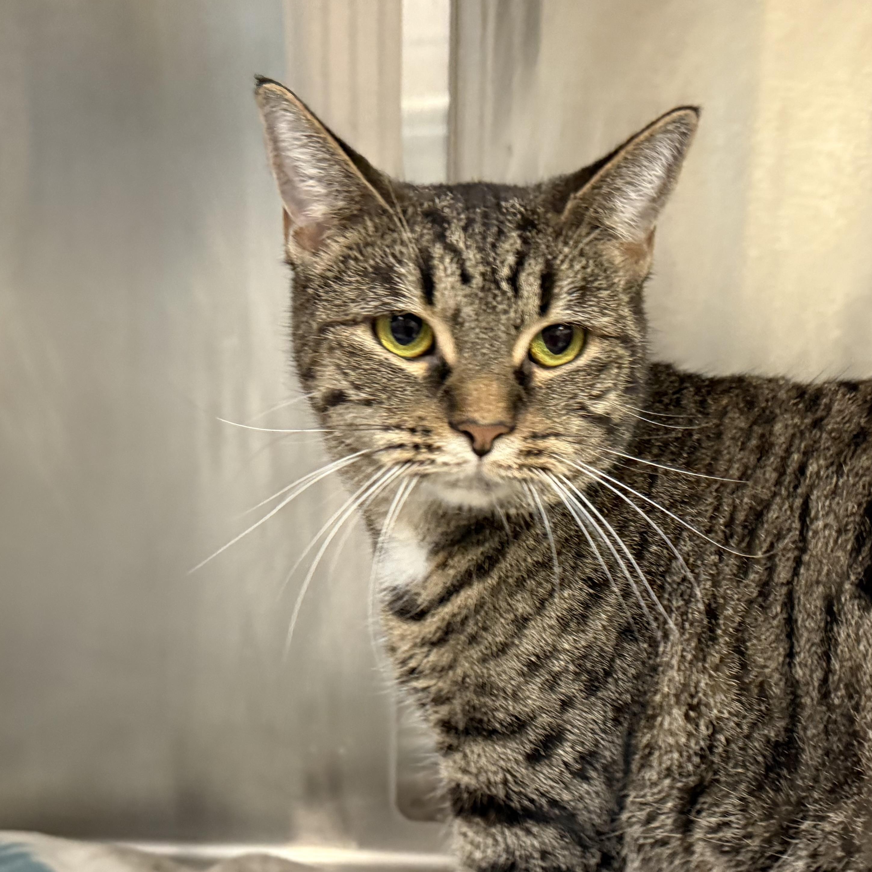 Jade, Adoptable, Adult Female Domestic Short Hair.