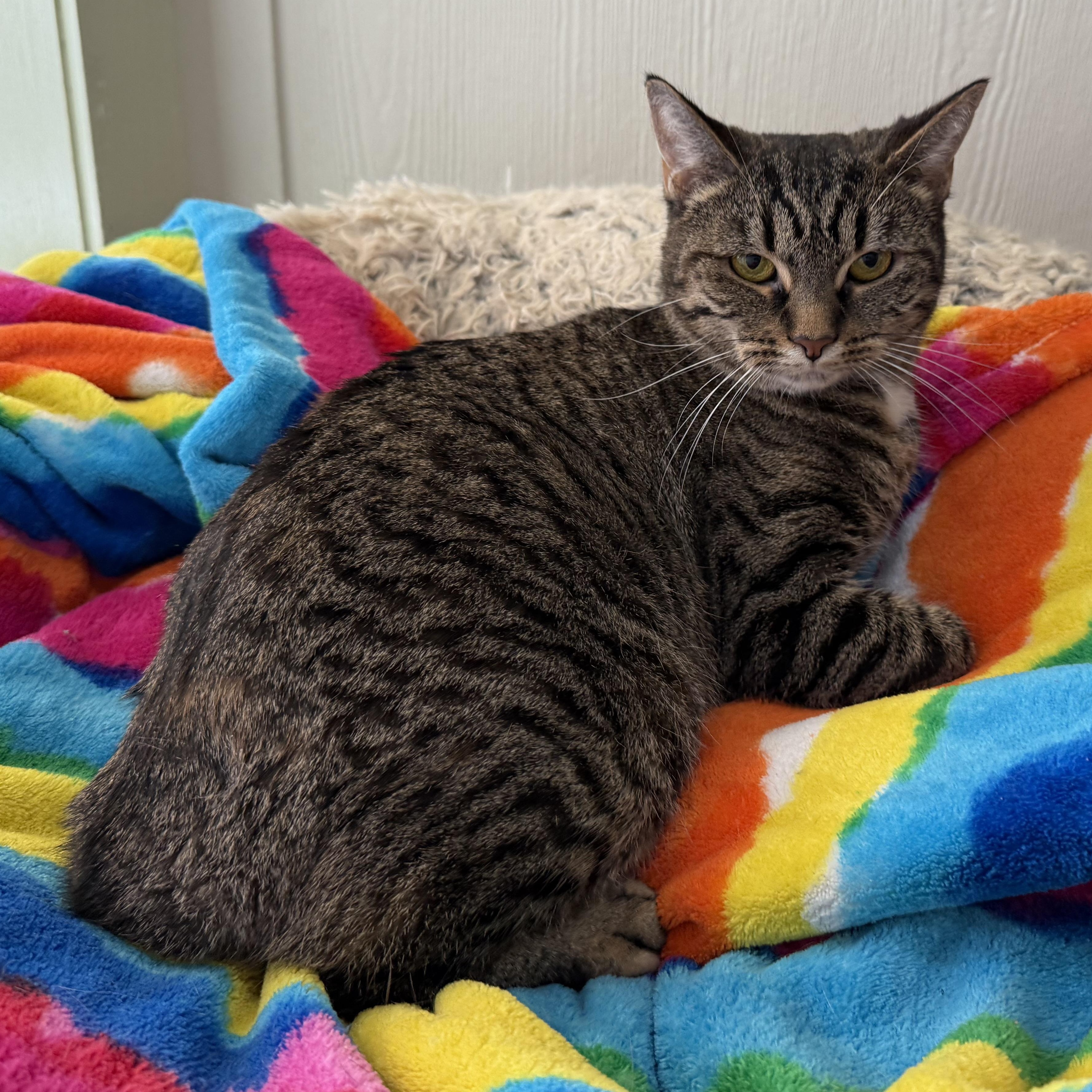 Enlarge Jade, a Adoptable Domestic Short Hair in Latrobe, PA image 2/4