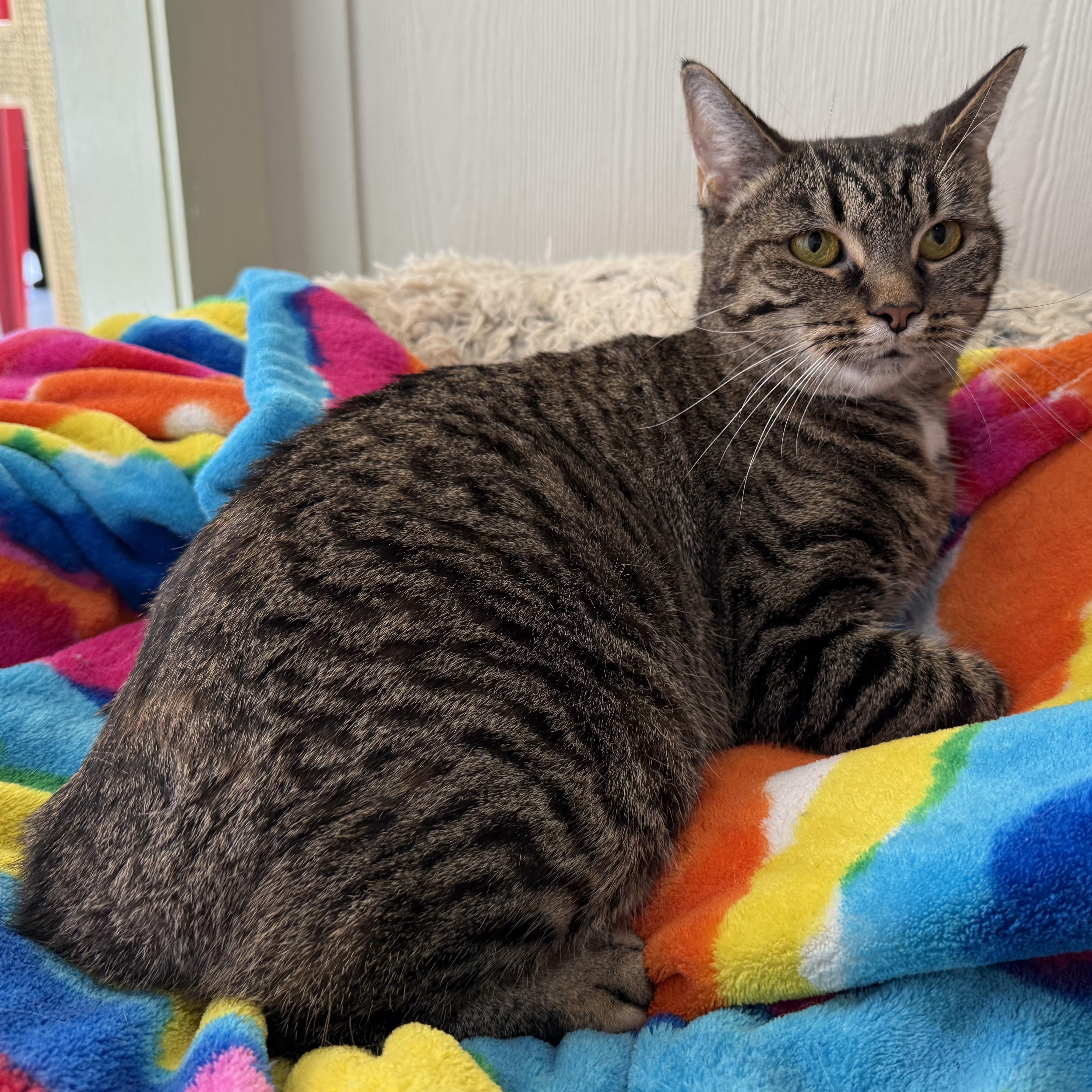 Enlarge Jade, a Adoptable Domestic Short Hair in Latrobe, PA image 3/4