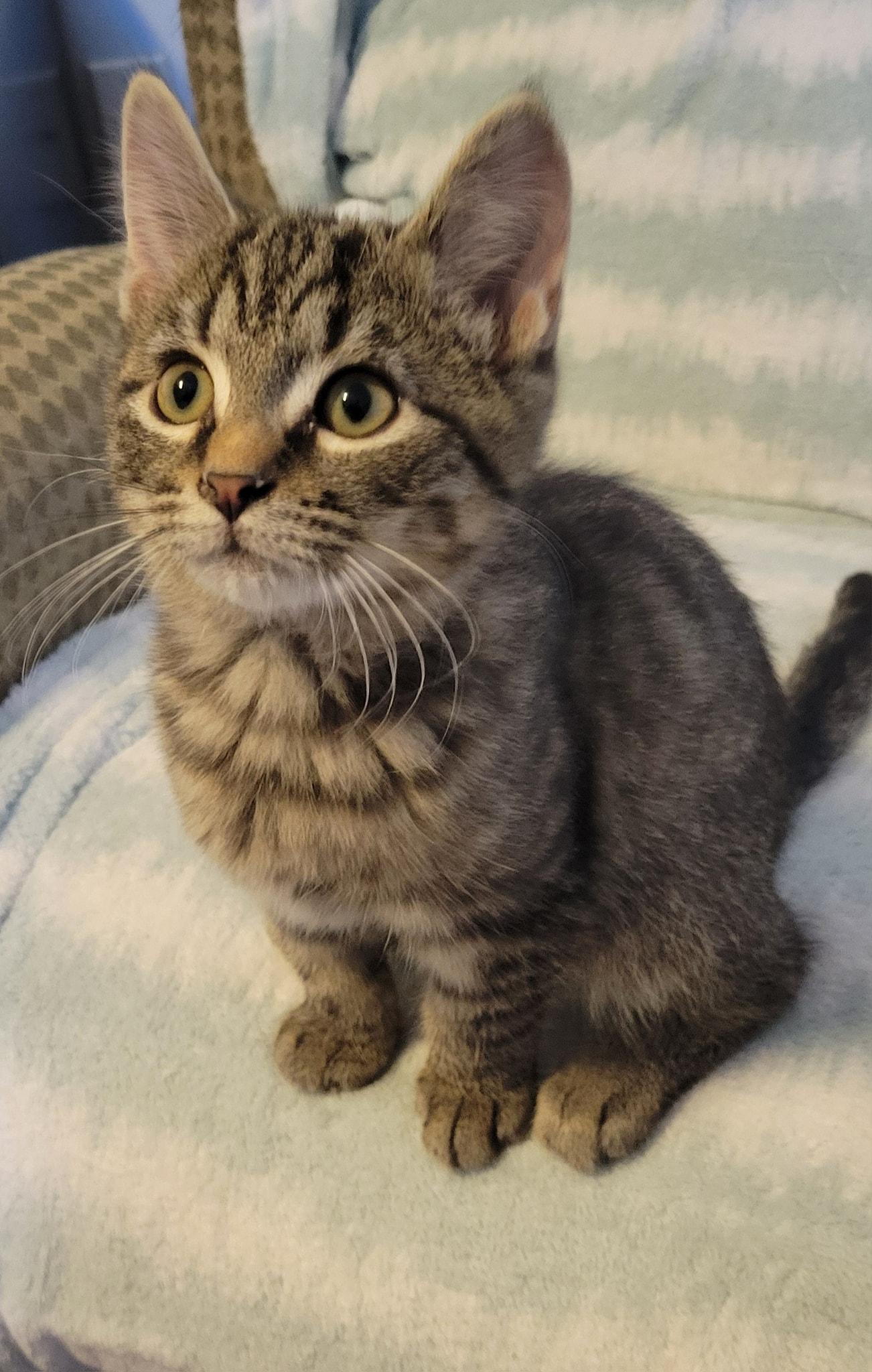 Marley, a Adoptable Domestic Short Hair in Gerrardstown, WV image 2/6