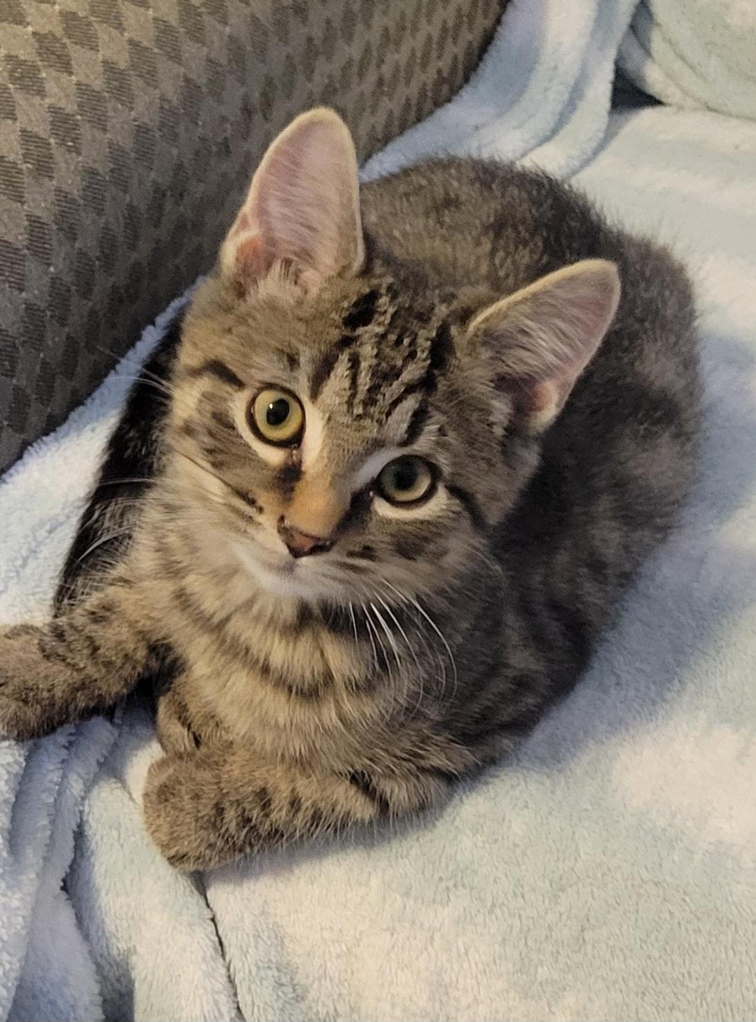 Marley, a Adoptable Domestic Short Hair in Gerrardstown, WV image 3/6