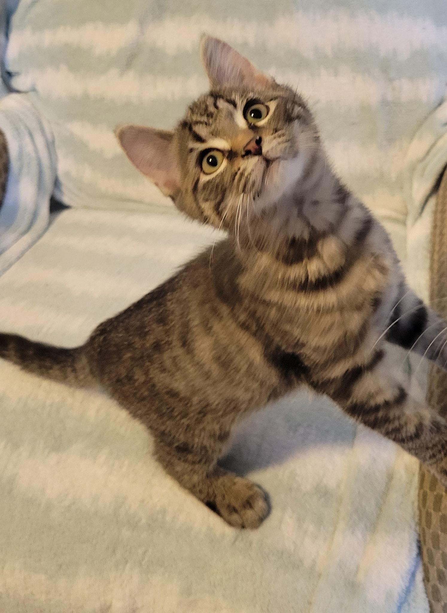 Marley, a Adoptable Domestic Short Hair in Gerrardstown, WV image 4/6