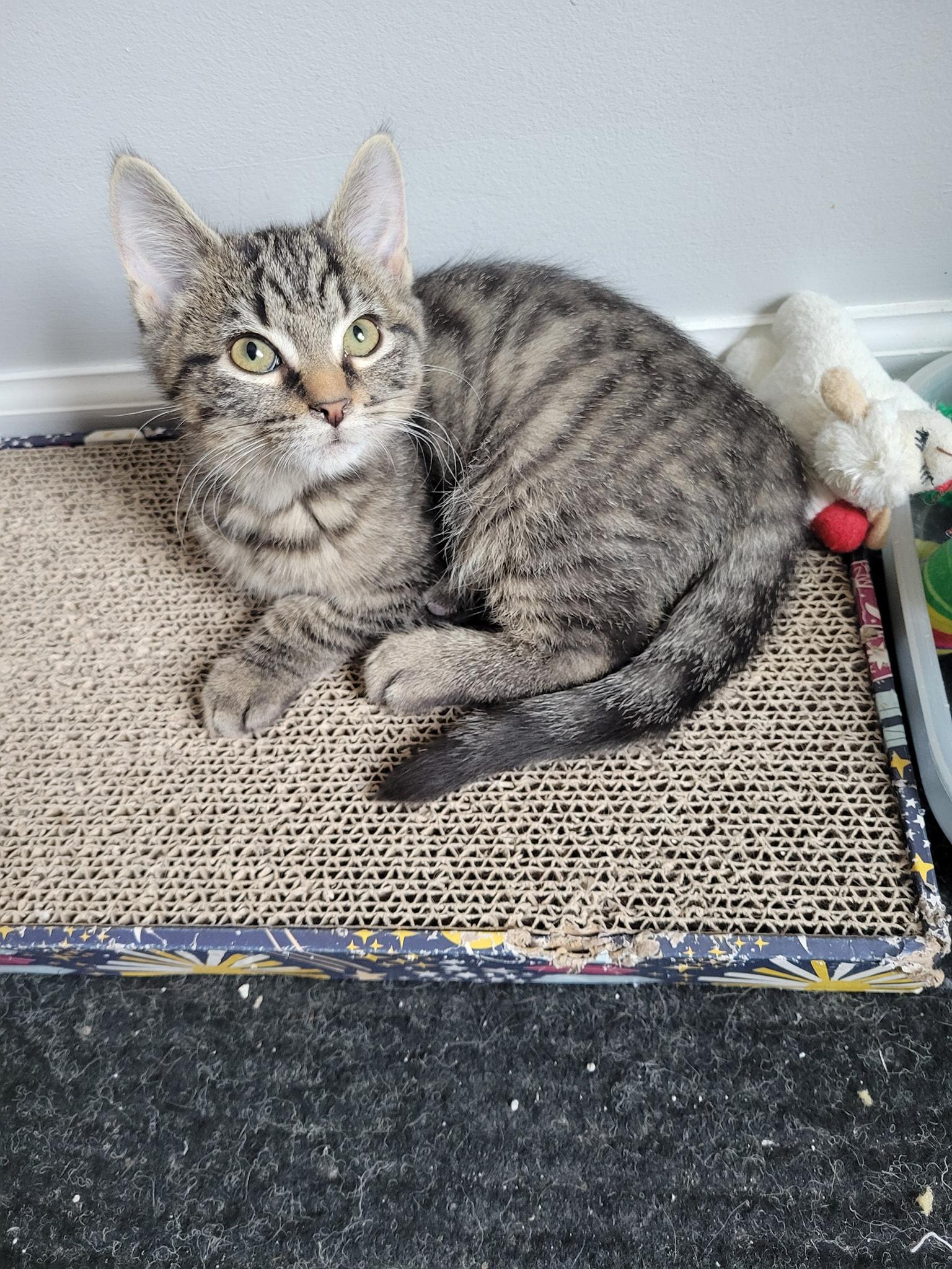 Marley, a Adoptable Domestic Short Hair in Gerrardstown, WV image 6/6