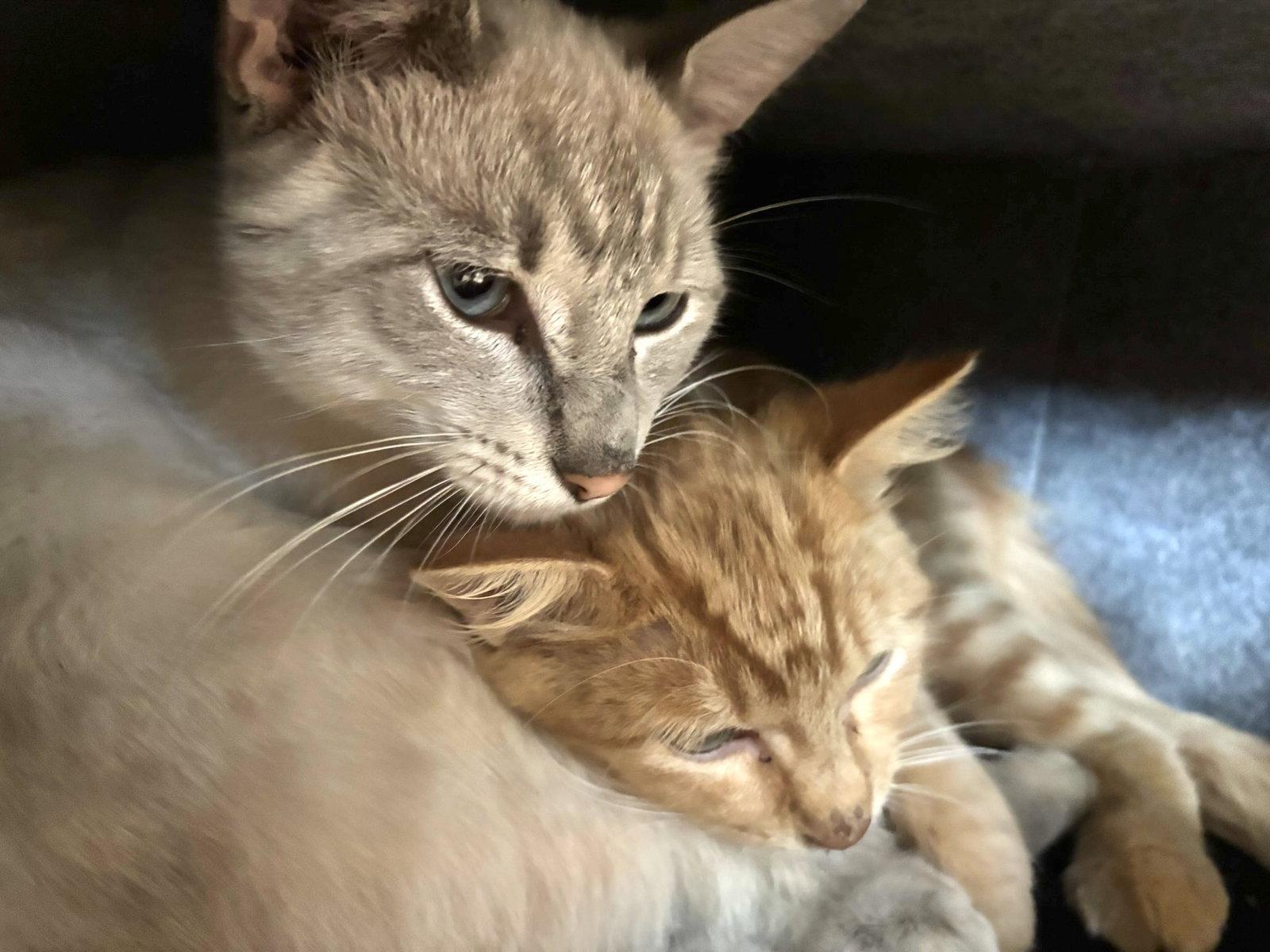 Minnie and Ghost, Adoptable, Young Male Domestic Short Hair.
