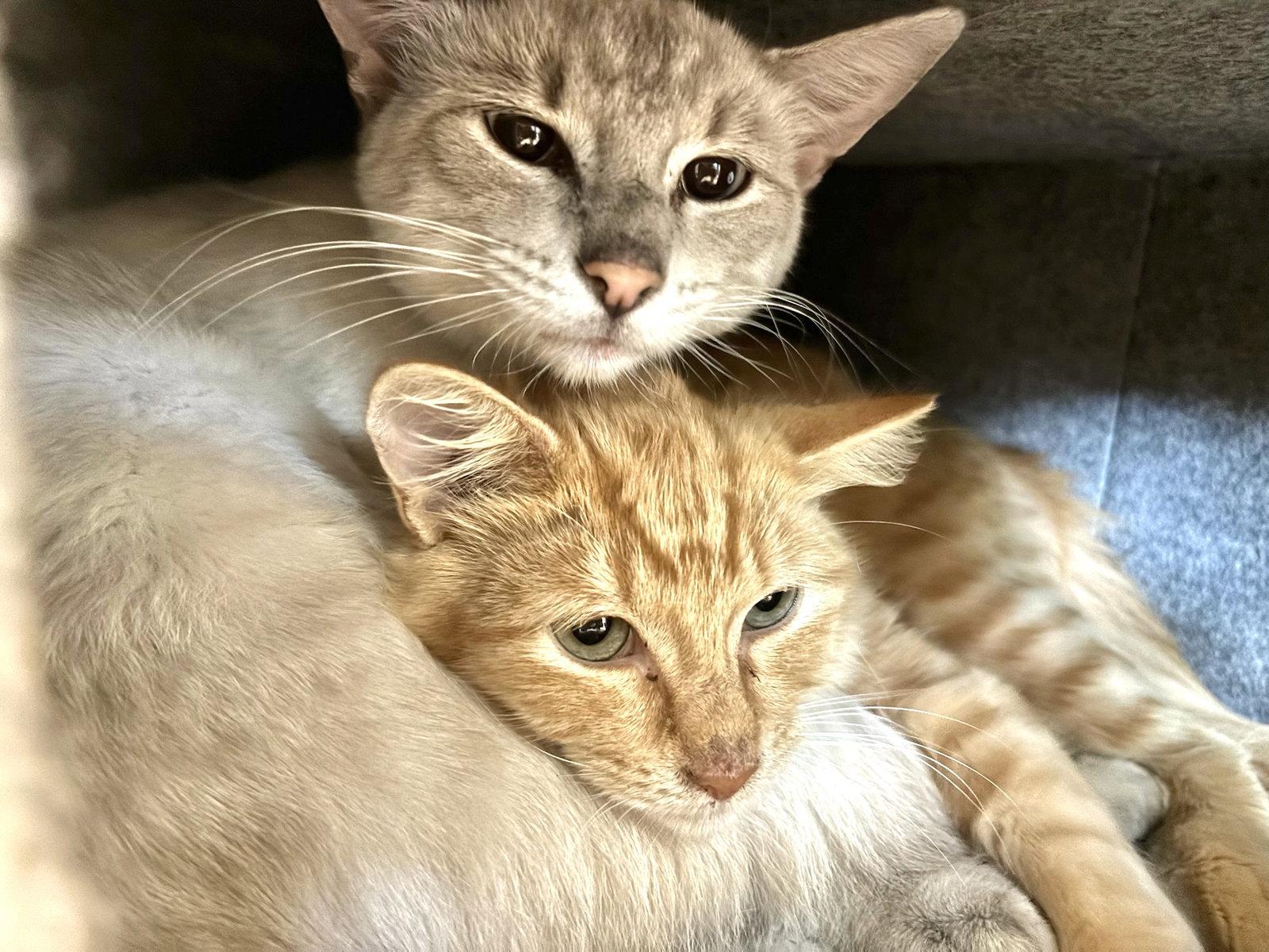 Minnie and Ghost, a Adoptable Domestic Short Hair in Shawnee, KS image 2/2