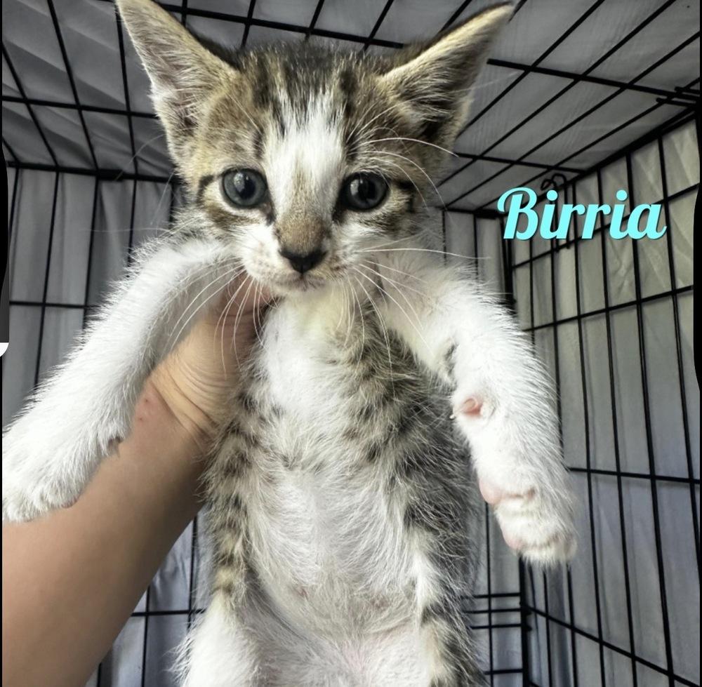 Enlarge Birra, a Adopted Domestic Short Hair in Hudson, NH image 1/1