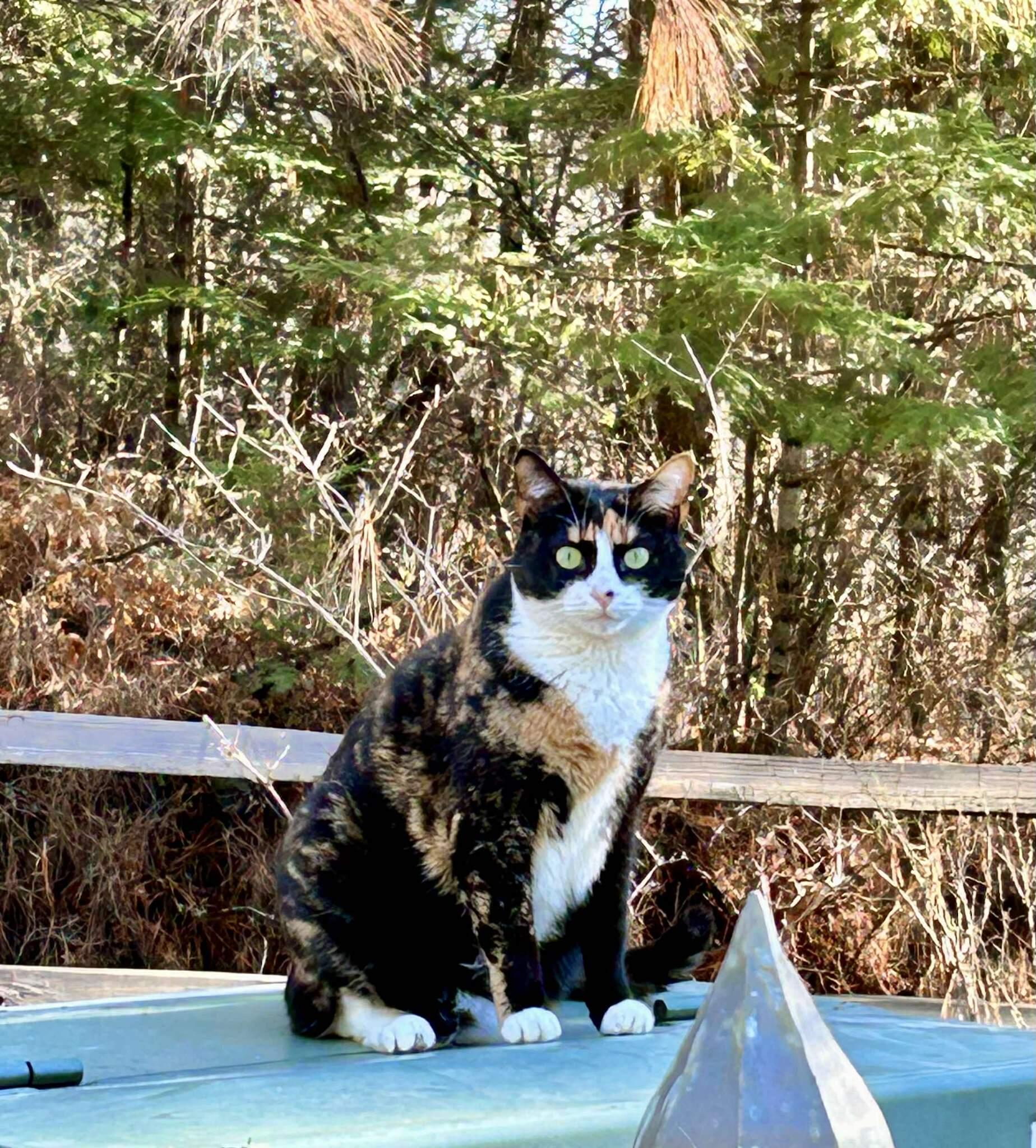 Bambina , ADOPTABLE, Adult Female Calico & Domestic Short Hair.