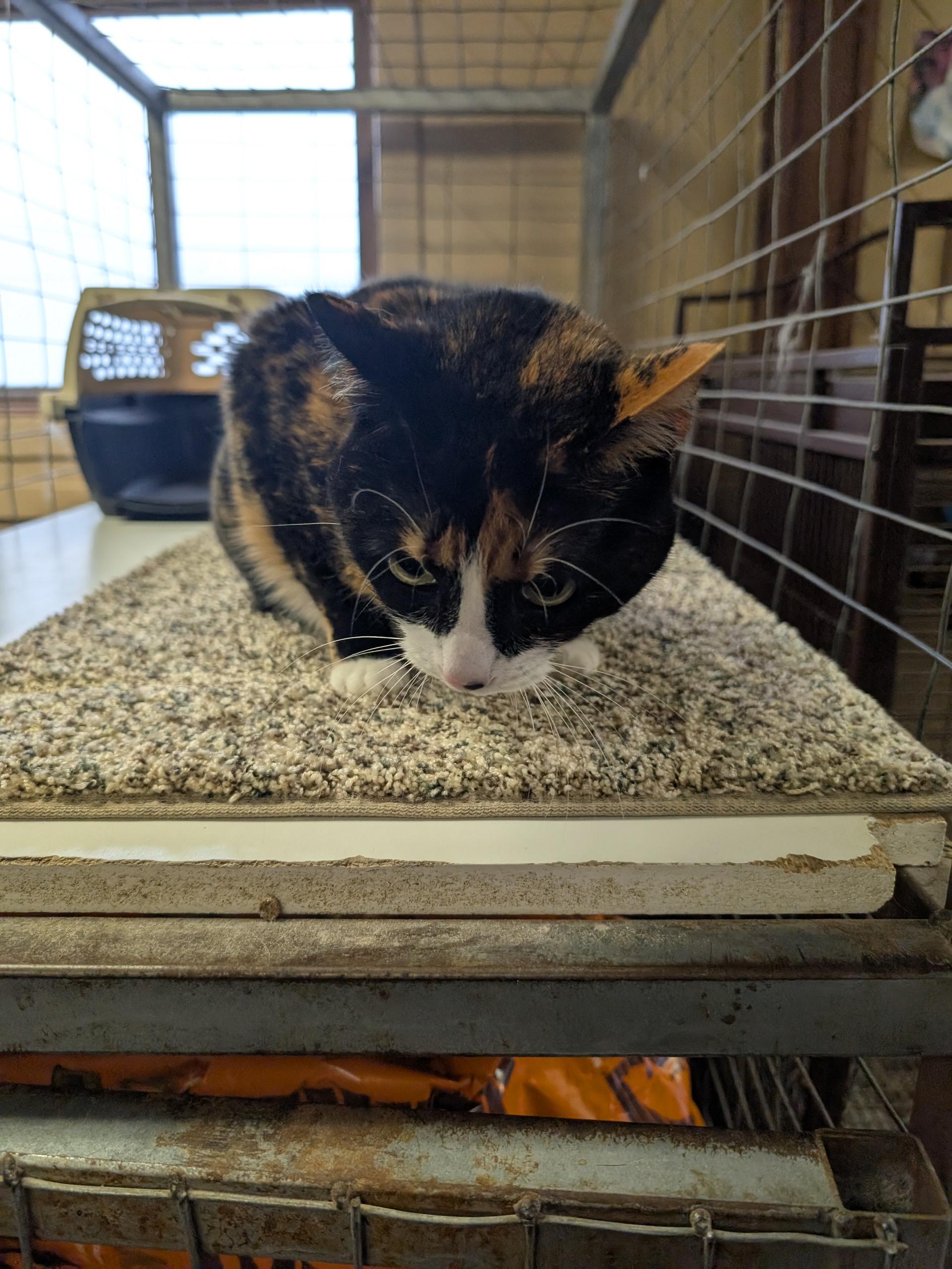 Enlarge Bambina , a ADOPTABLE mixed breed in COEUR D ALENE, ID image 2/4