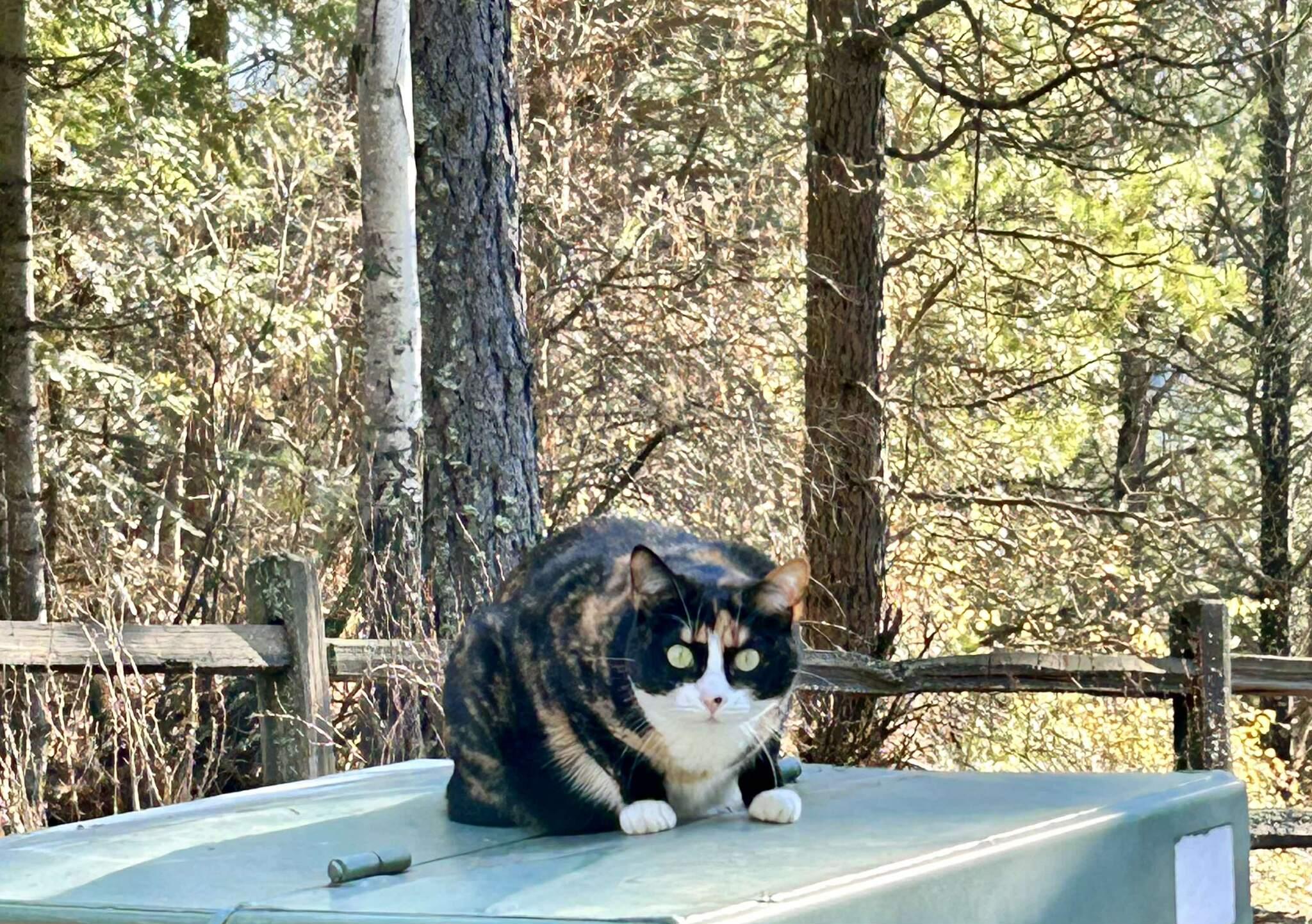 Enlarge Bambina , a ADOPTABLE mixed breed in COEUR D ALENE, ID image 3/4