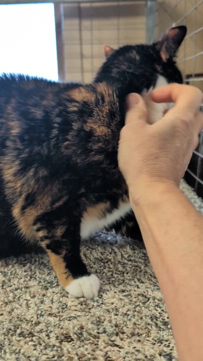 Enlarge Bambina , a ADOPTABLE mixed breed in COEUR D ALENE, ID video 4/4